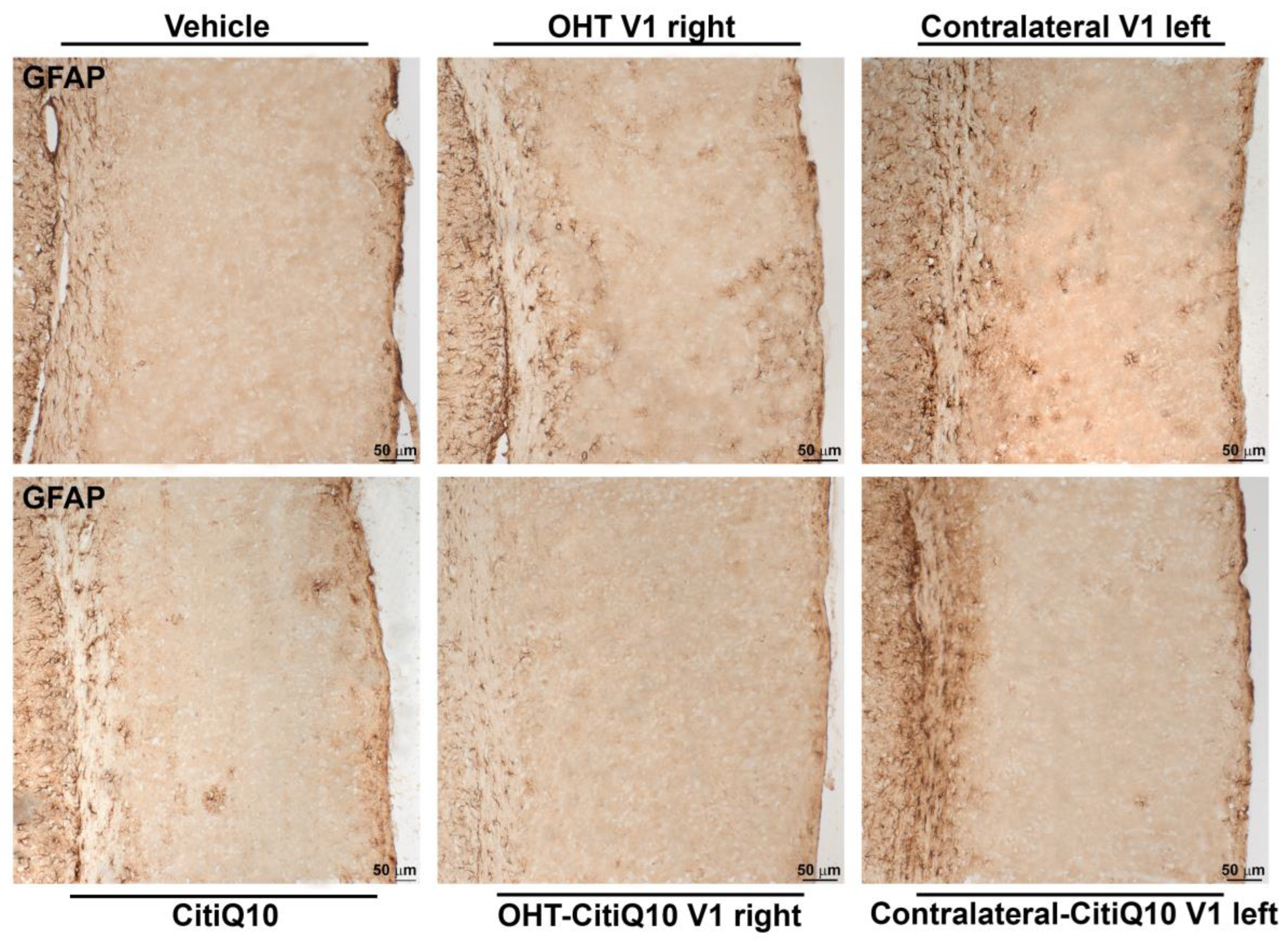 Pharmaceuticals 18 00694 g022