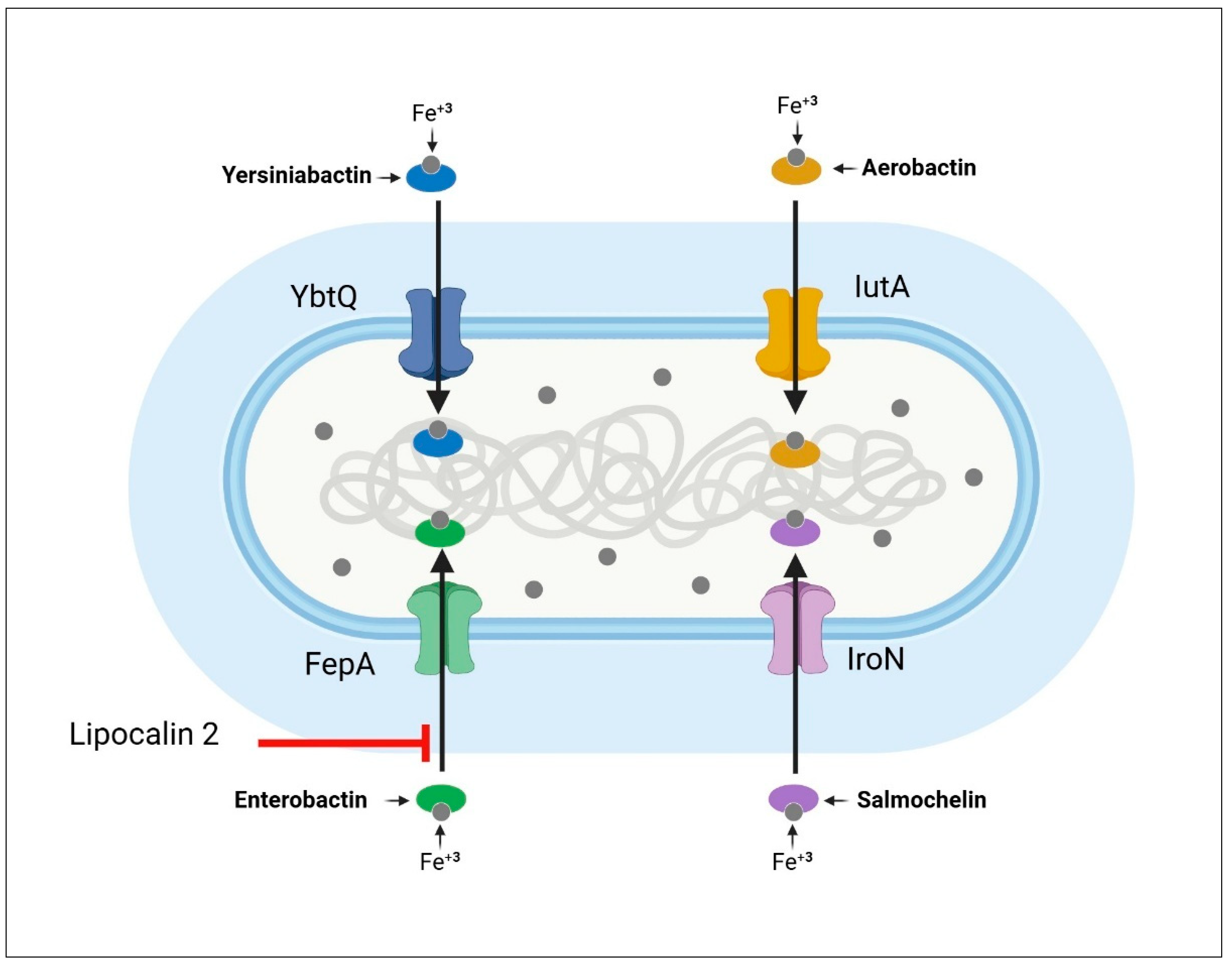 Pharmaceuticals 18 00724 g004