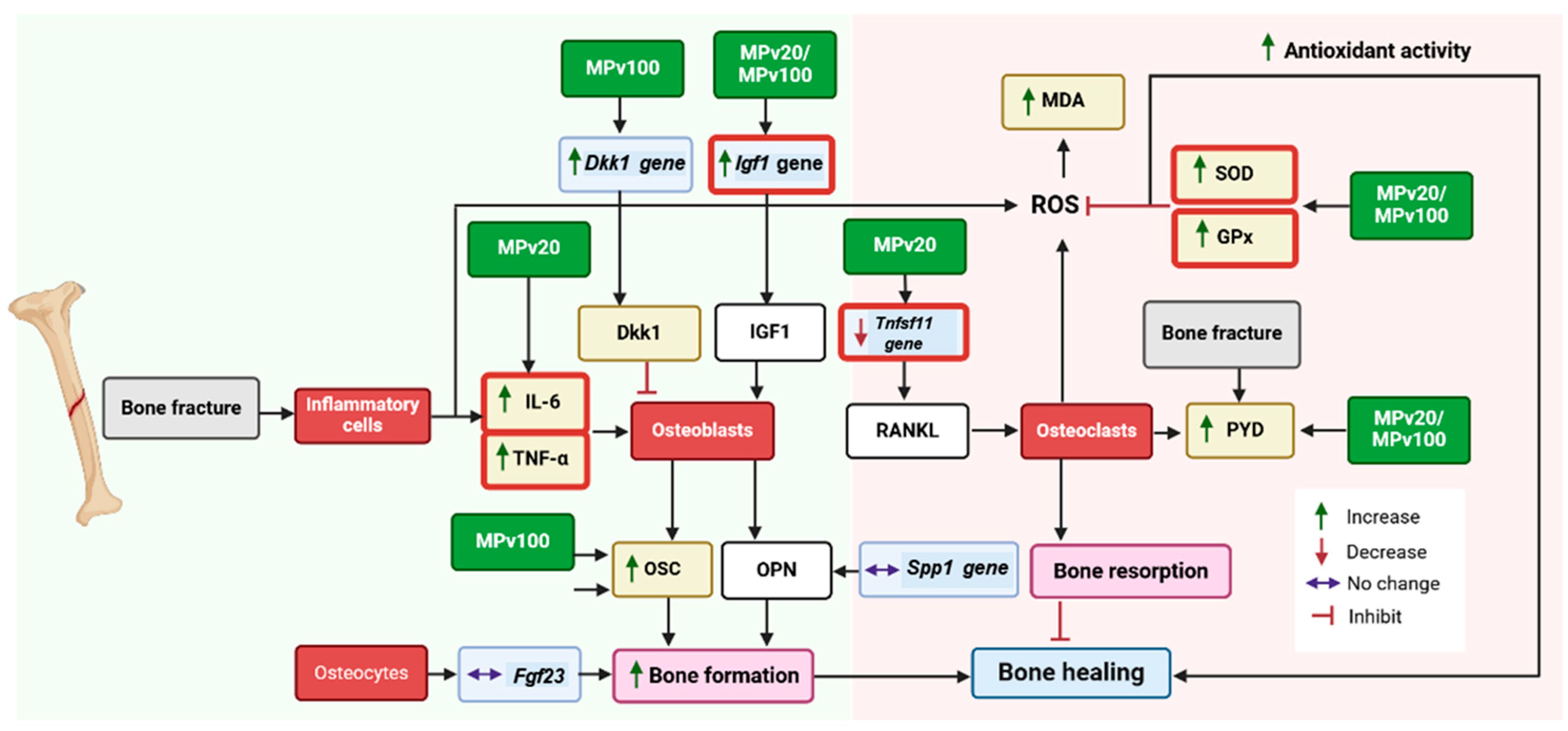 Pharmaceuticals 18 00736 g006 Pharmaceuticals 18 00736 g006