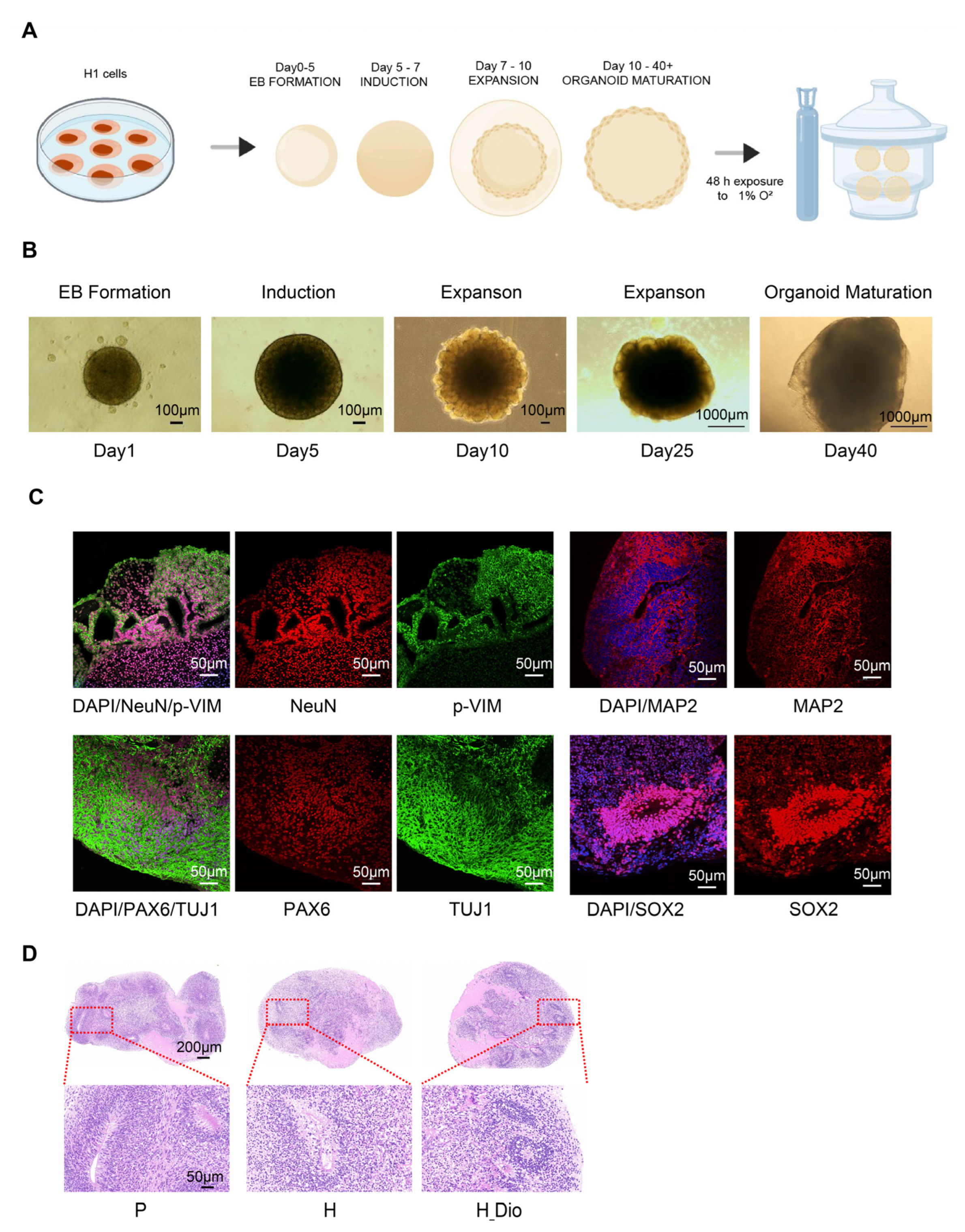 Pharmaceuticals 18 00738 g008
