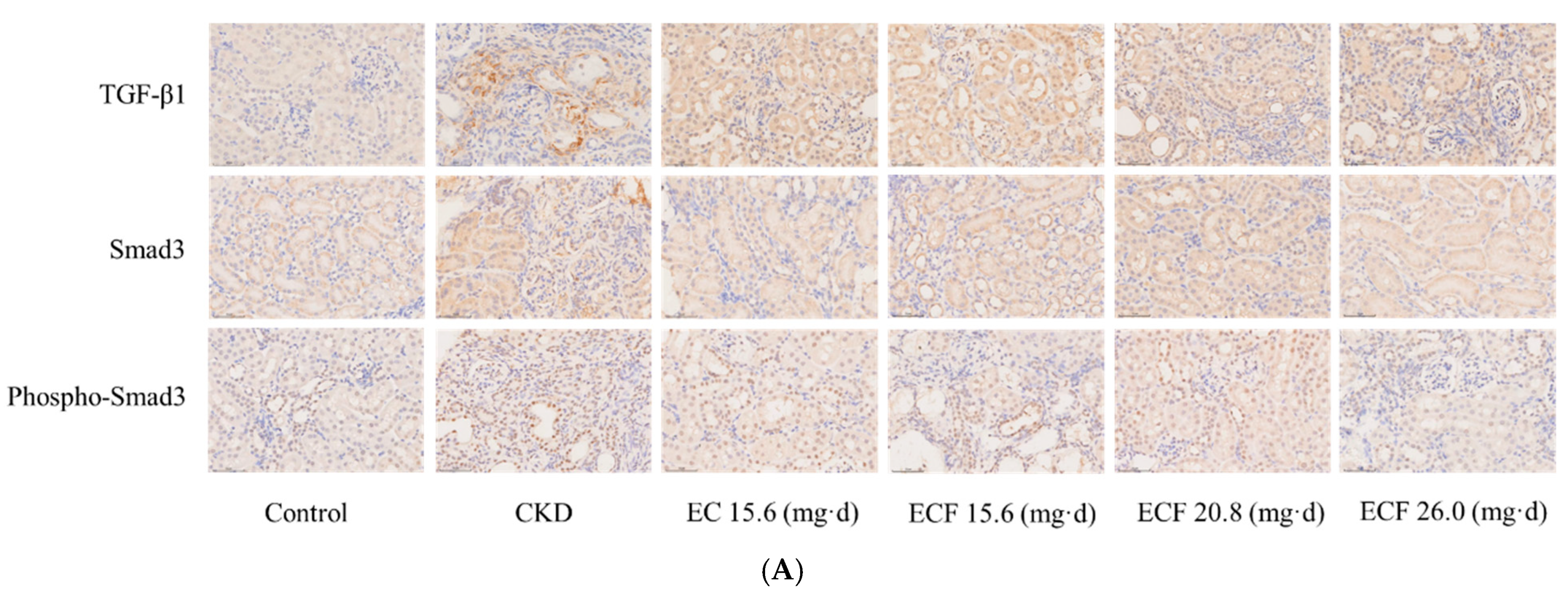 Pharmaceuticals 18 00747 g006a