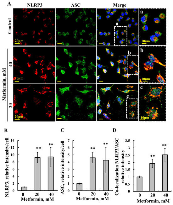 Metformin-Induced Apoptosis Is Mediated Through Mitochondrial VDAC1