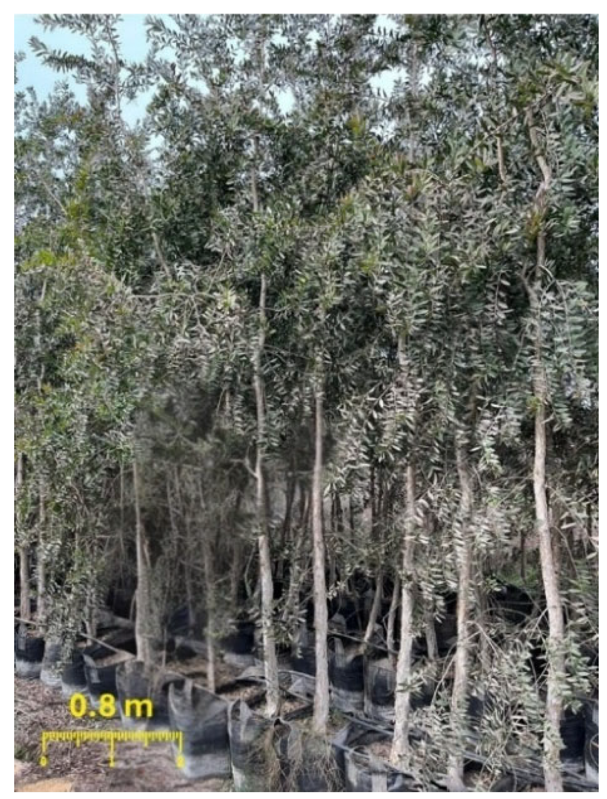 Pharmaceuticals 18 00771 g010