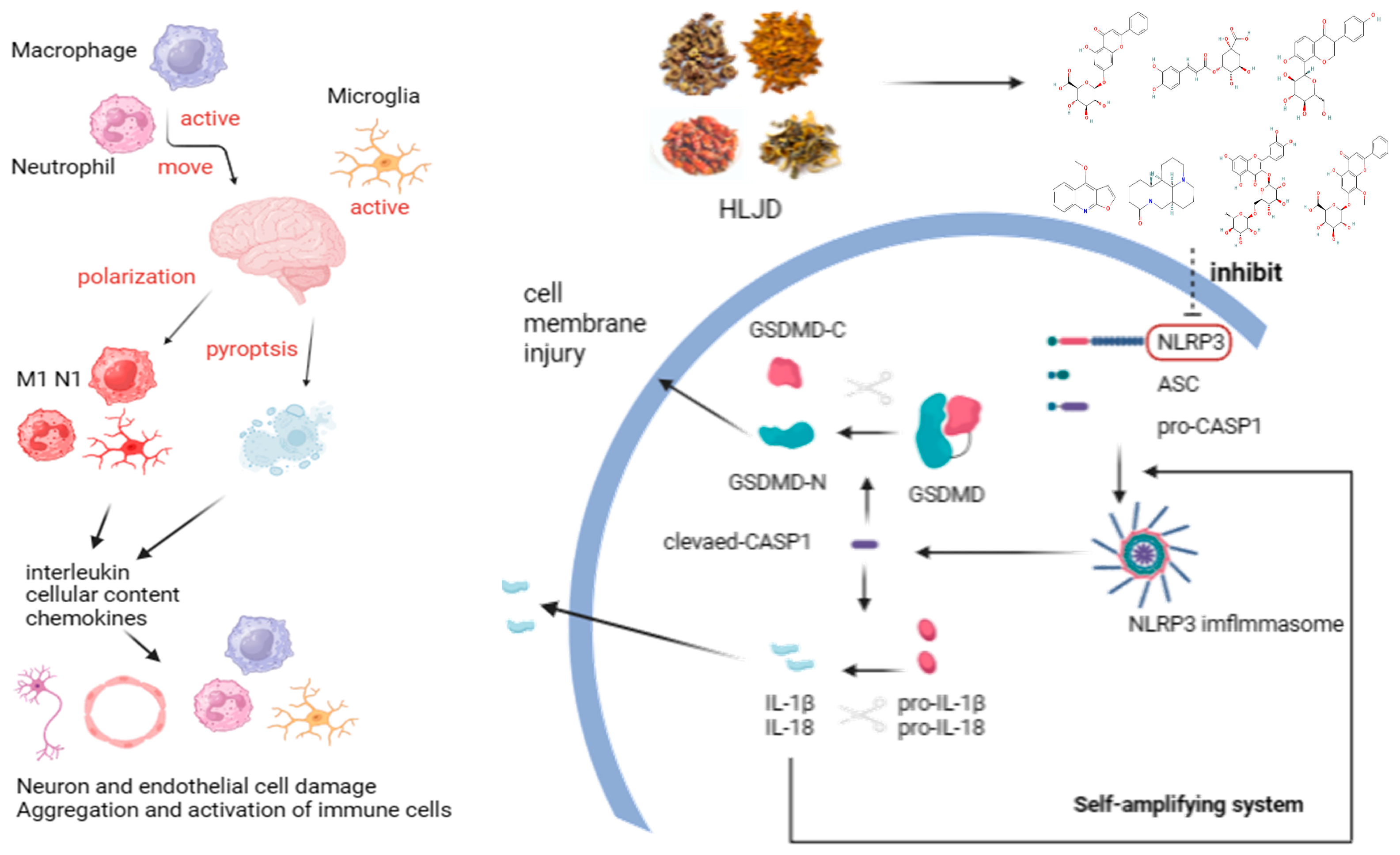 Pharmaceuticals 18 00775 g011