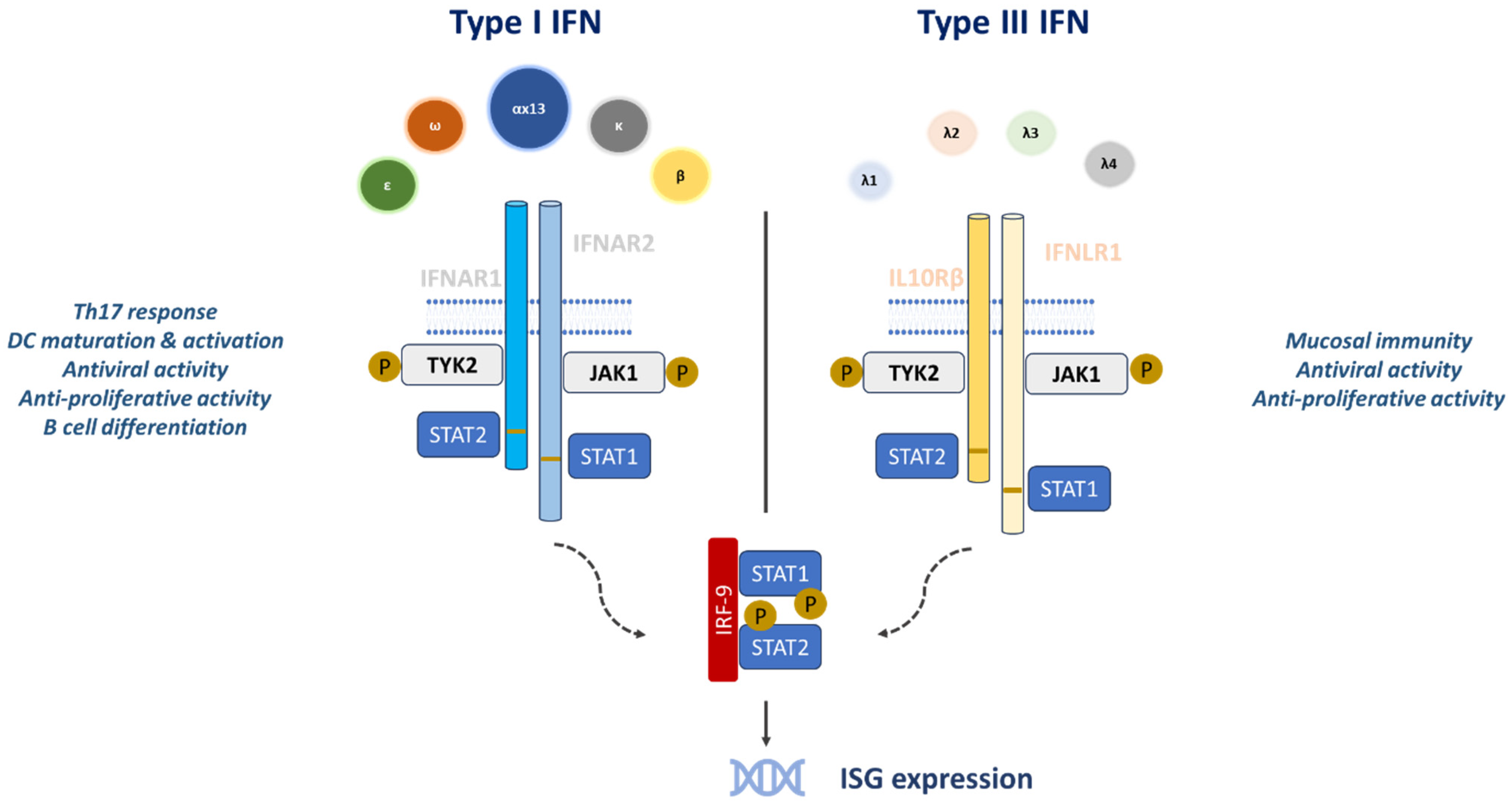Pharmaceuticals 18 00785 g003