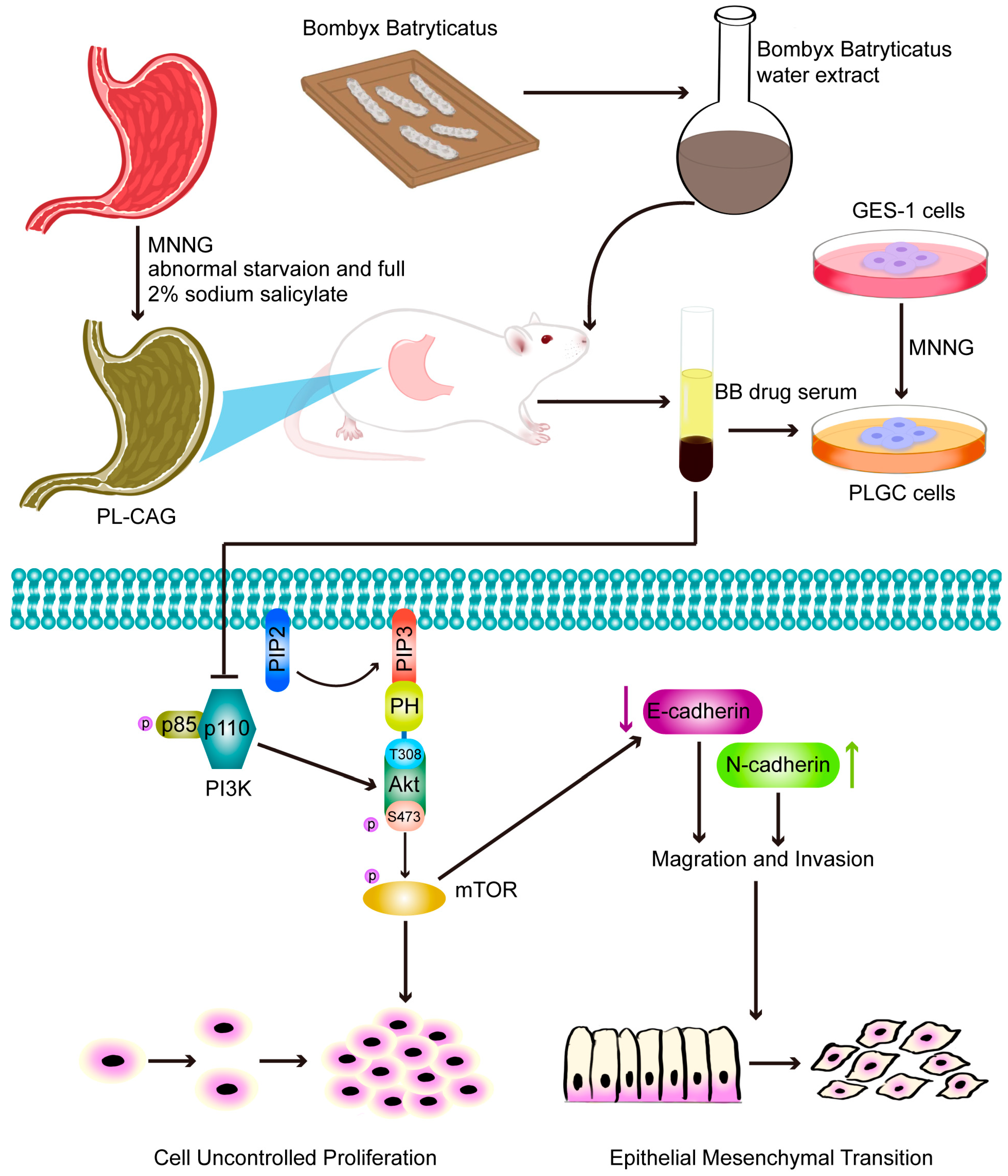 Pharmaceuticals 18 00791 g008