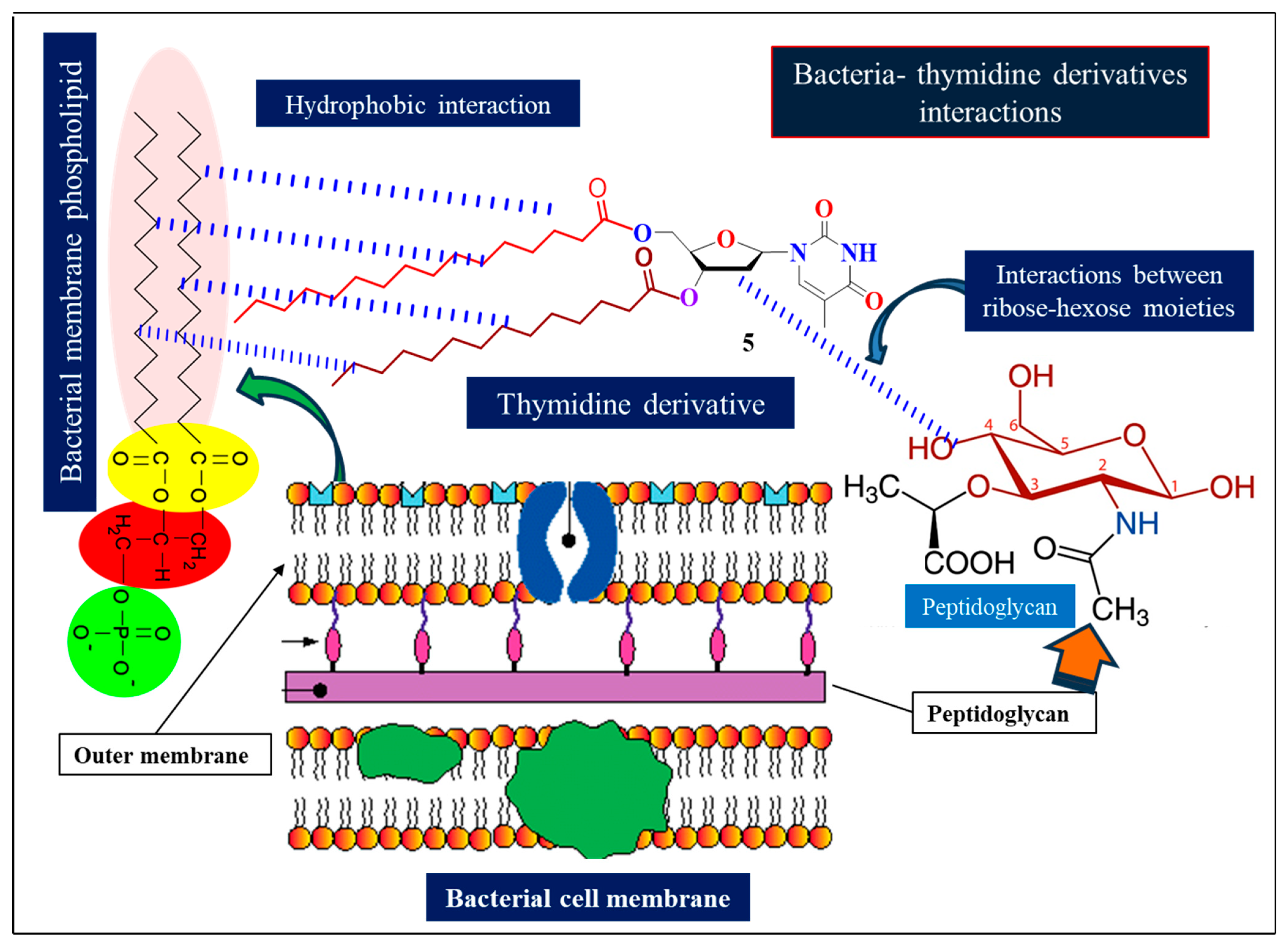 Pharmaceuticals 18 00806 g006