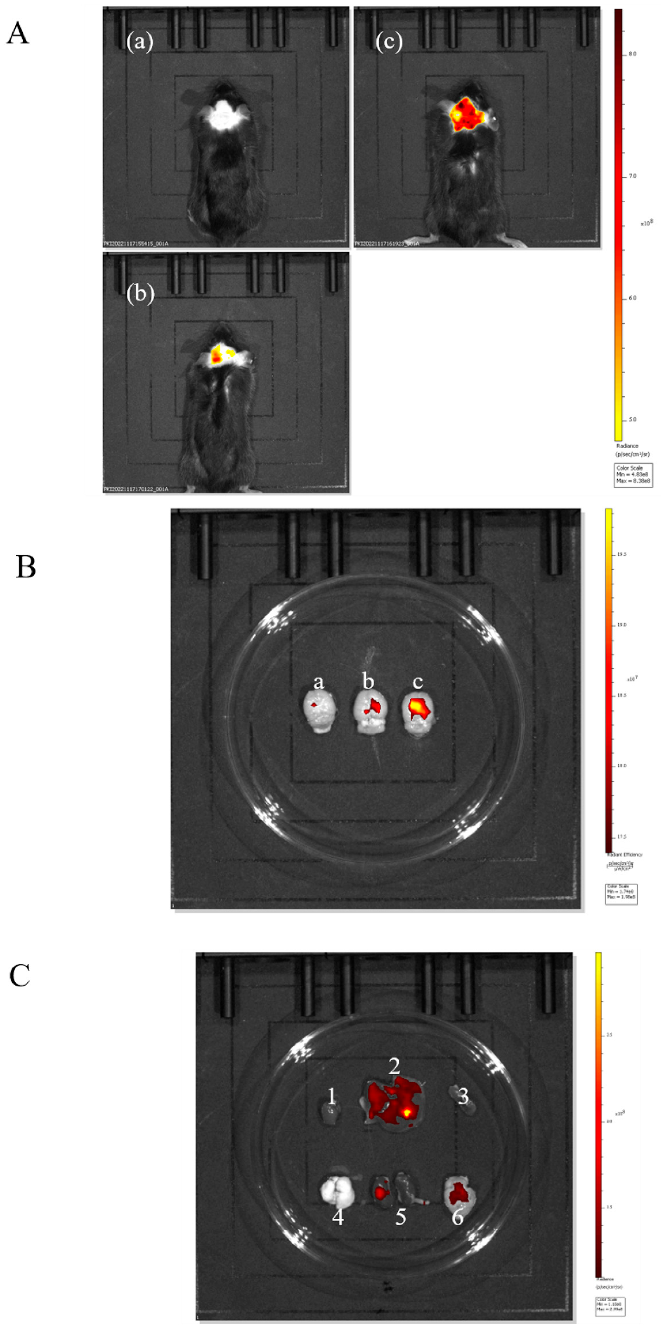 Pharmaceuticals 18 00809 g004