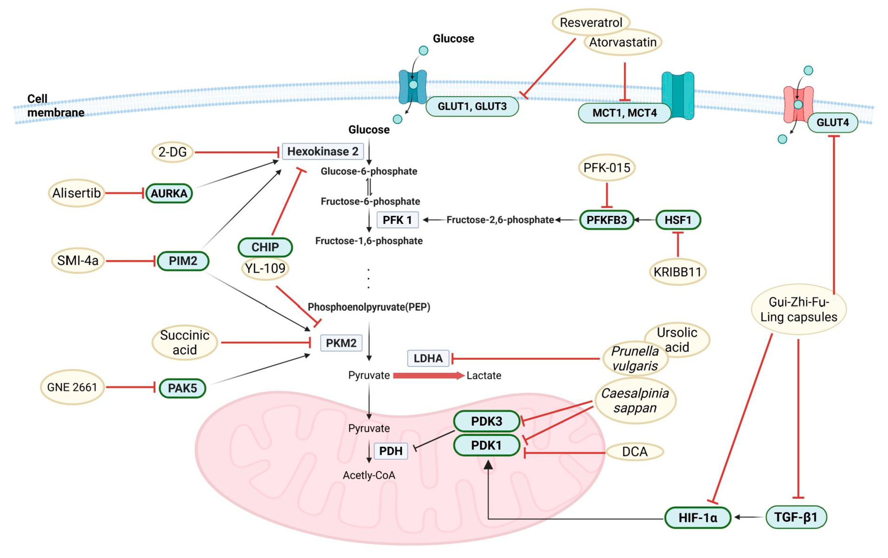 チップ Circular RMST cooperates with lineage-driving transcription