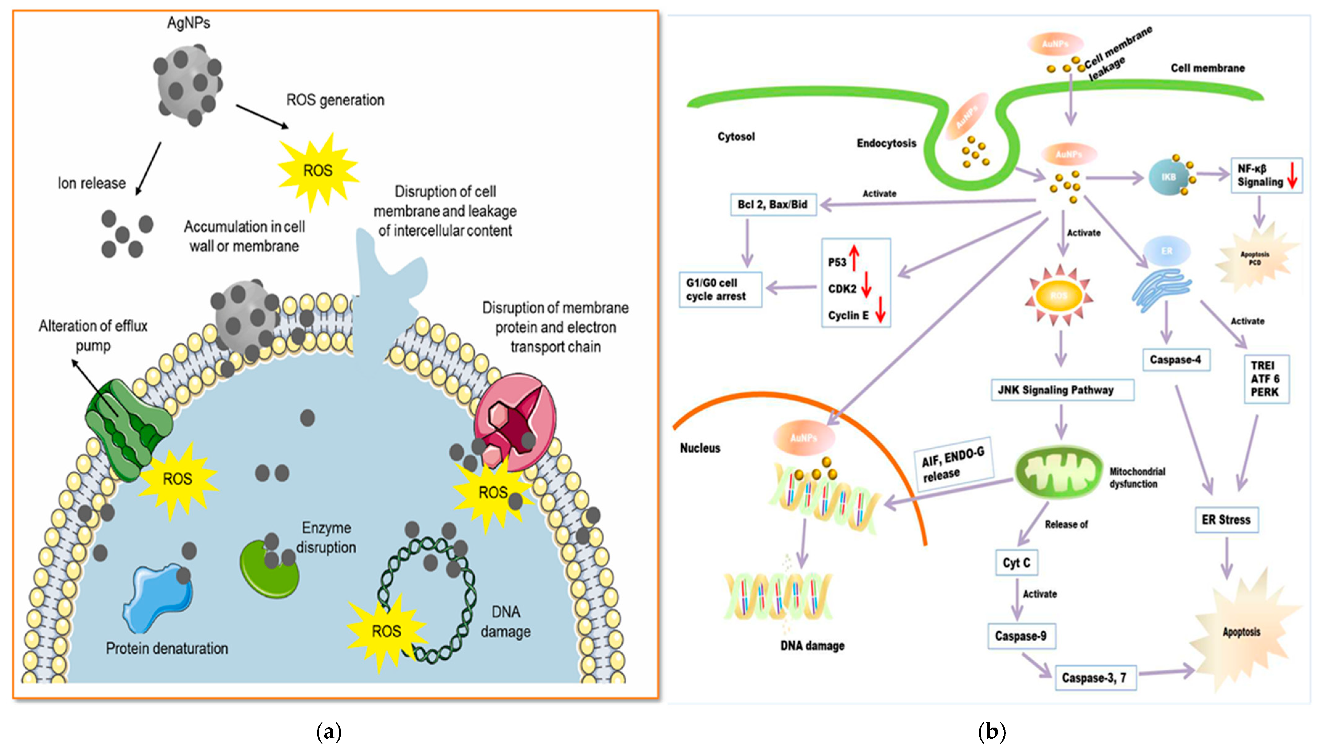 Pharmaceuticals 18 00820 g007