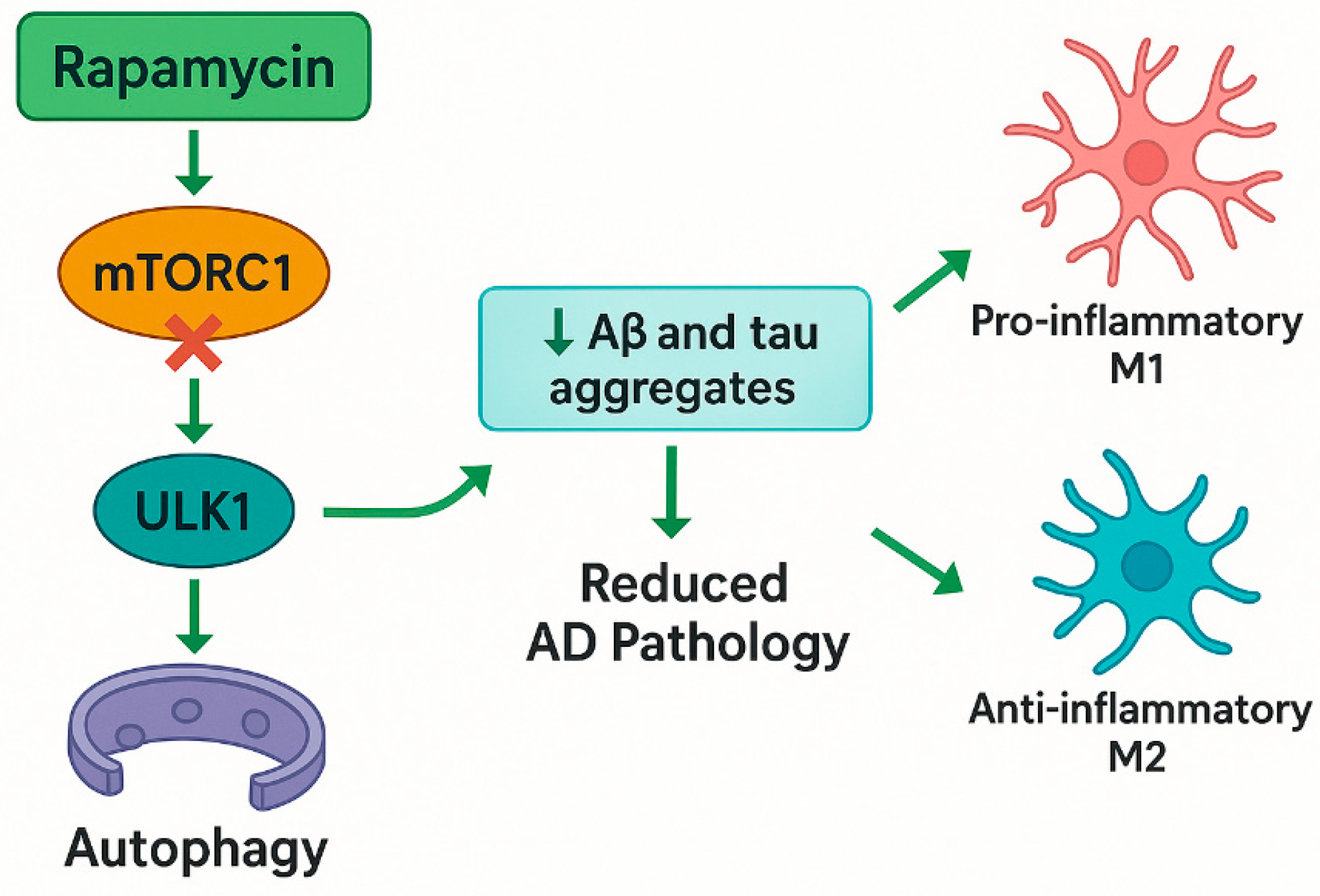Pharmaceuticals 18 00829 g001