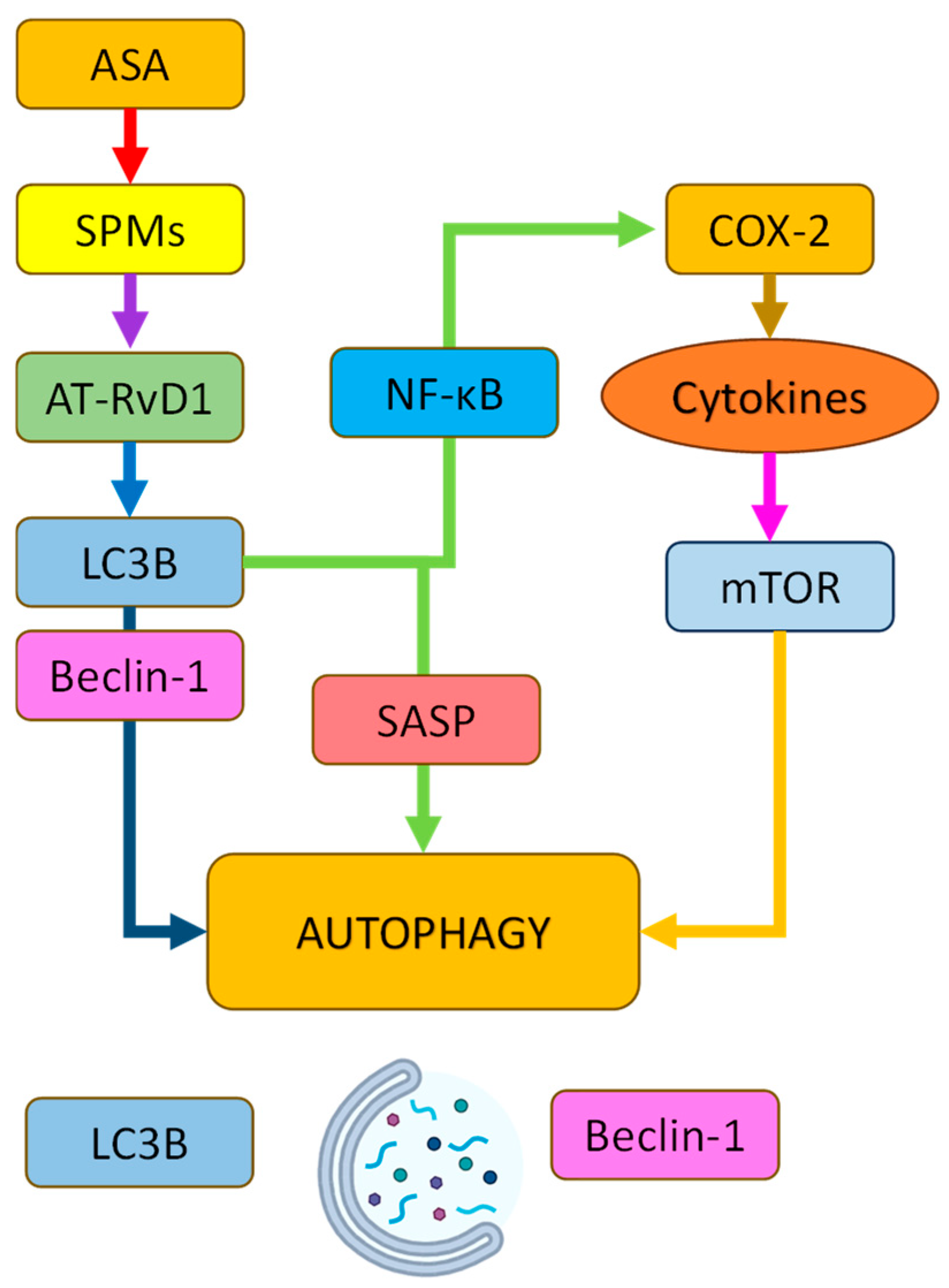 Pharmaceuticals 18 00829 g005