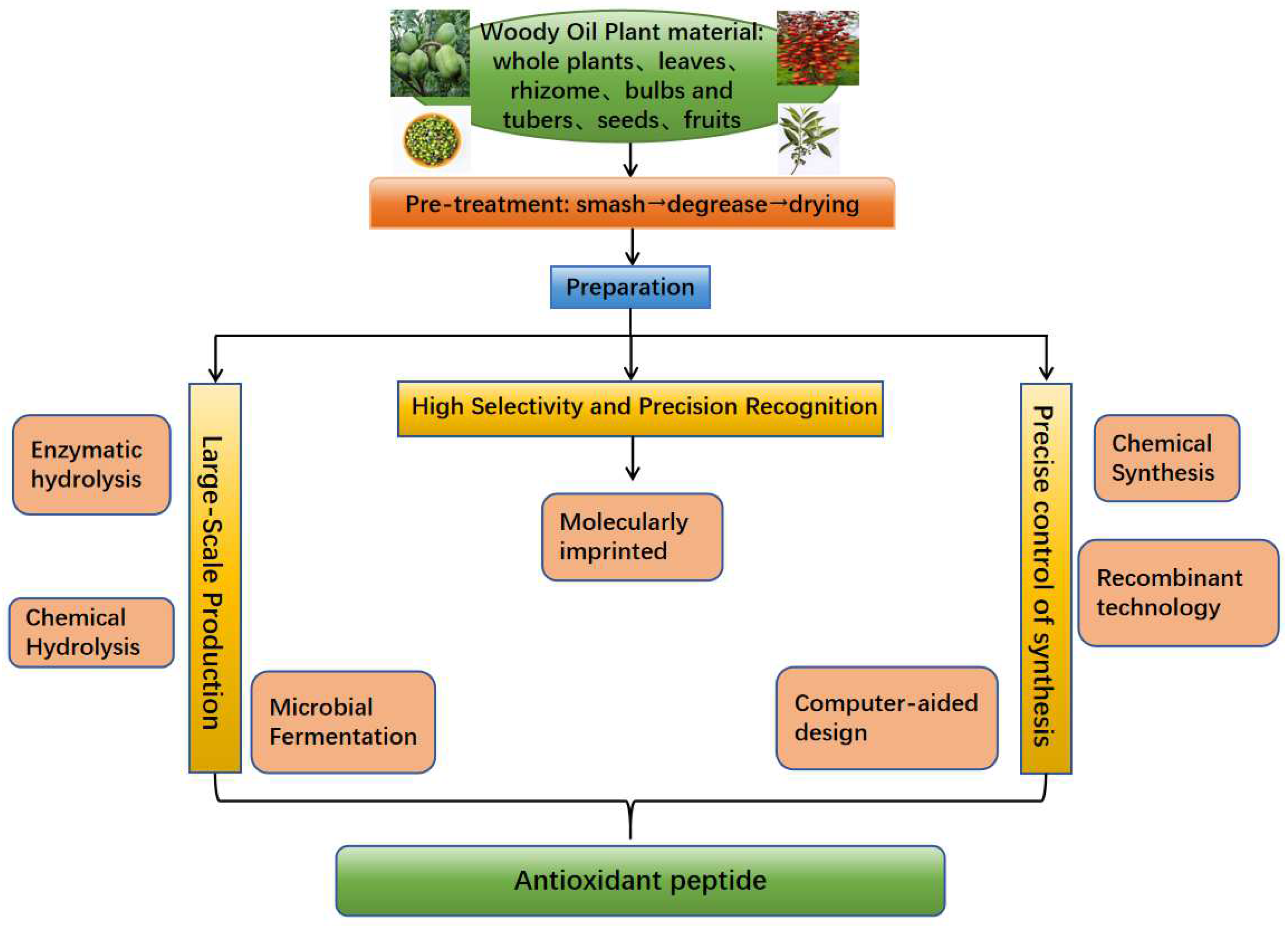 Antioxidant Peptides Derived from Woody Oil Resources