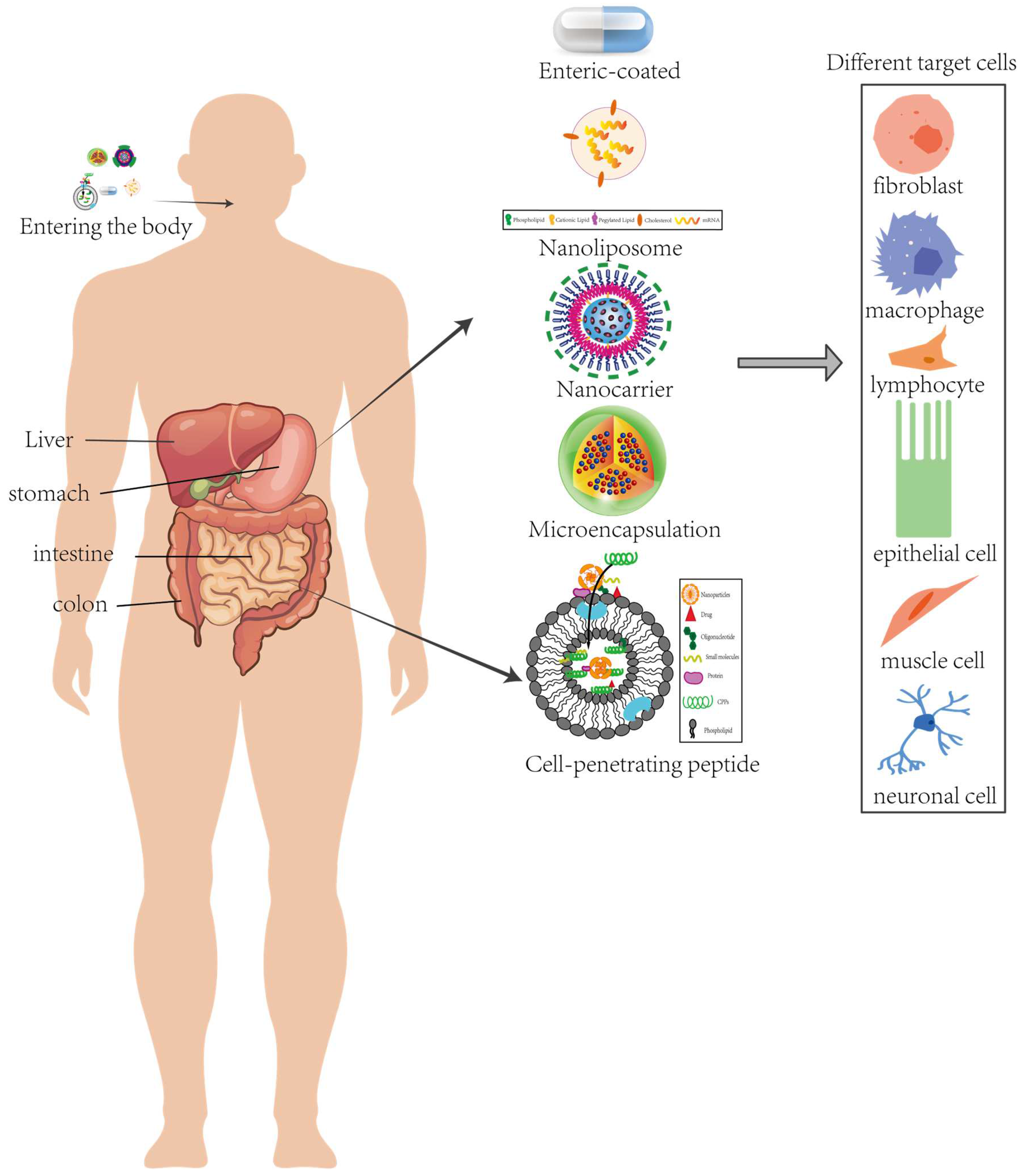 Antioxidant Peptides Derived from Woody Oil Resources