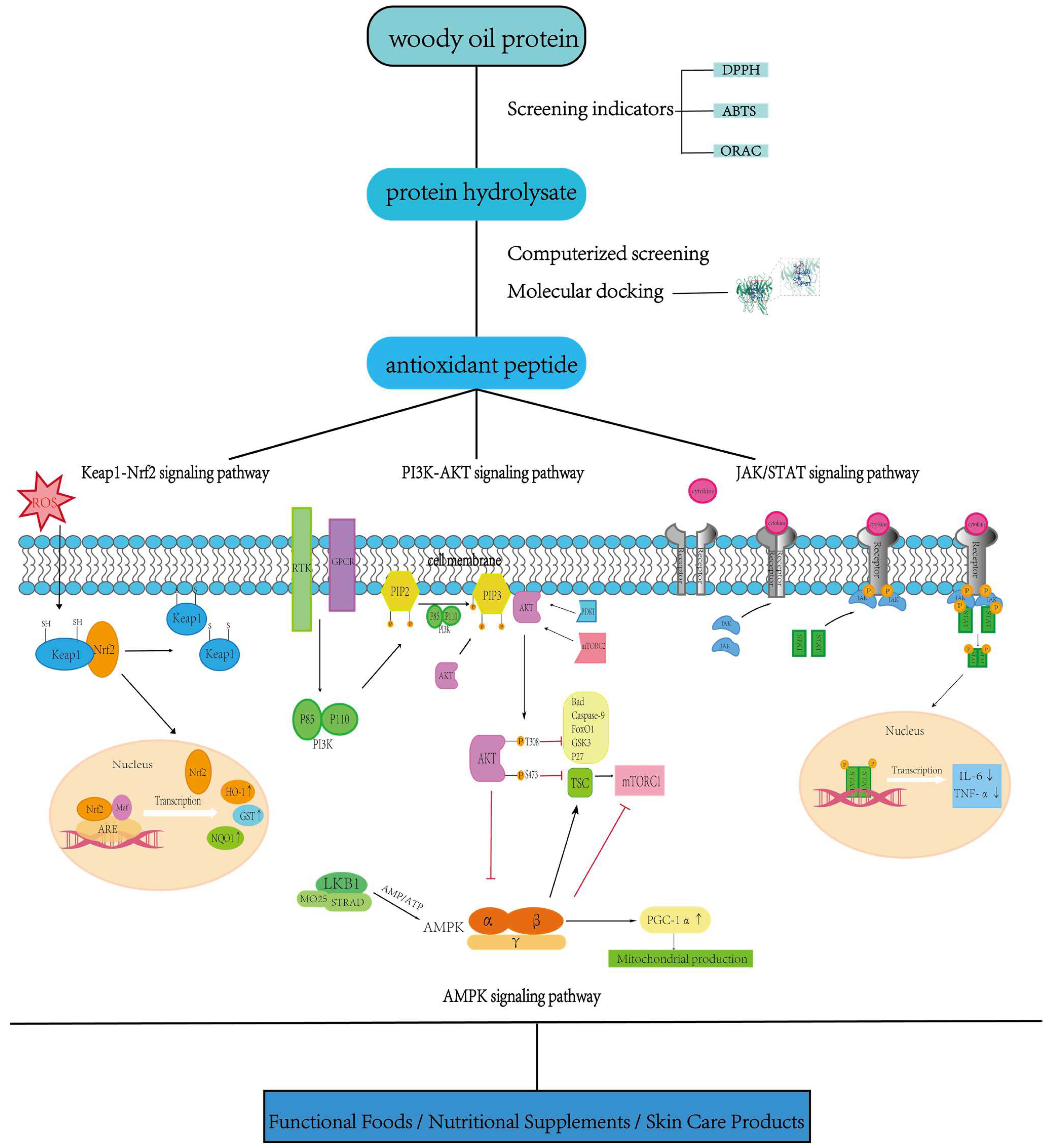 Pharmaceuticals 18 00842 g005