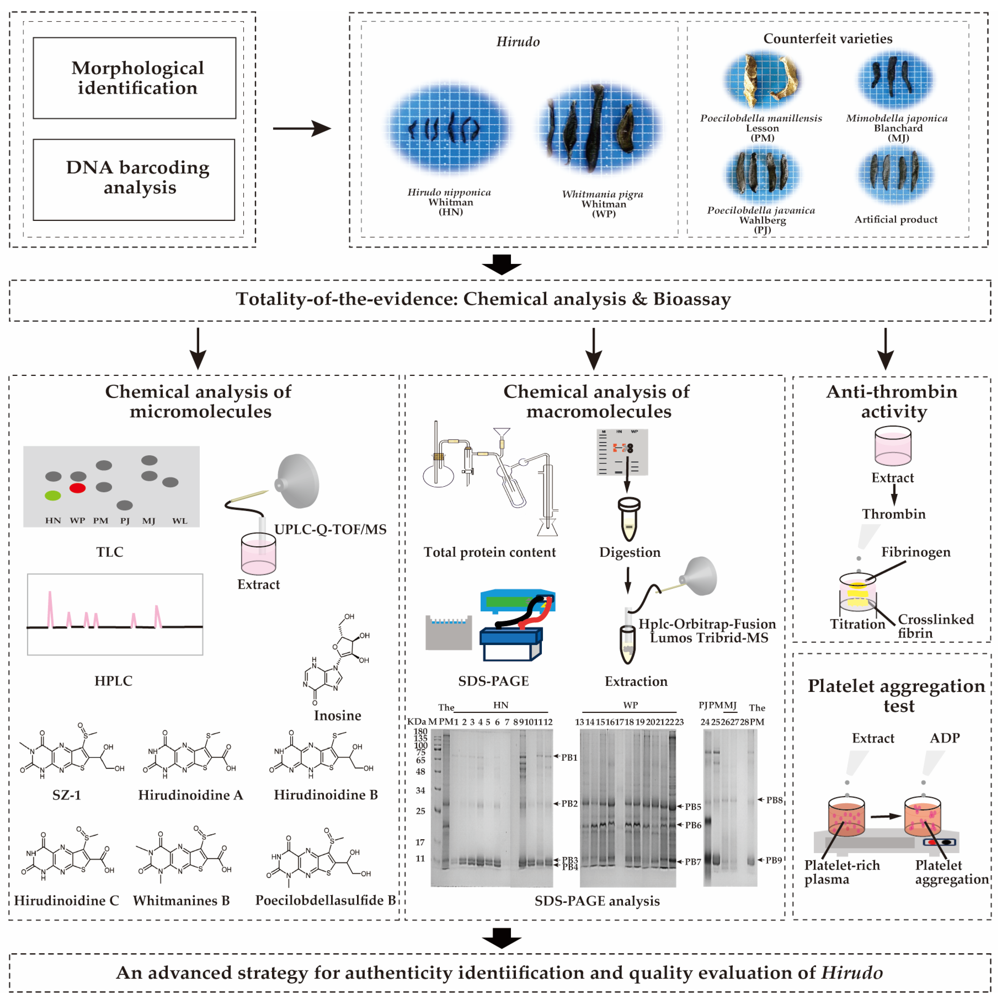 Pharmaceuticals 18 00887 g001