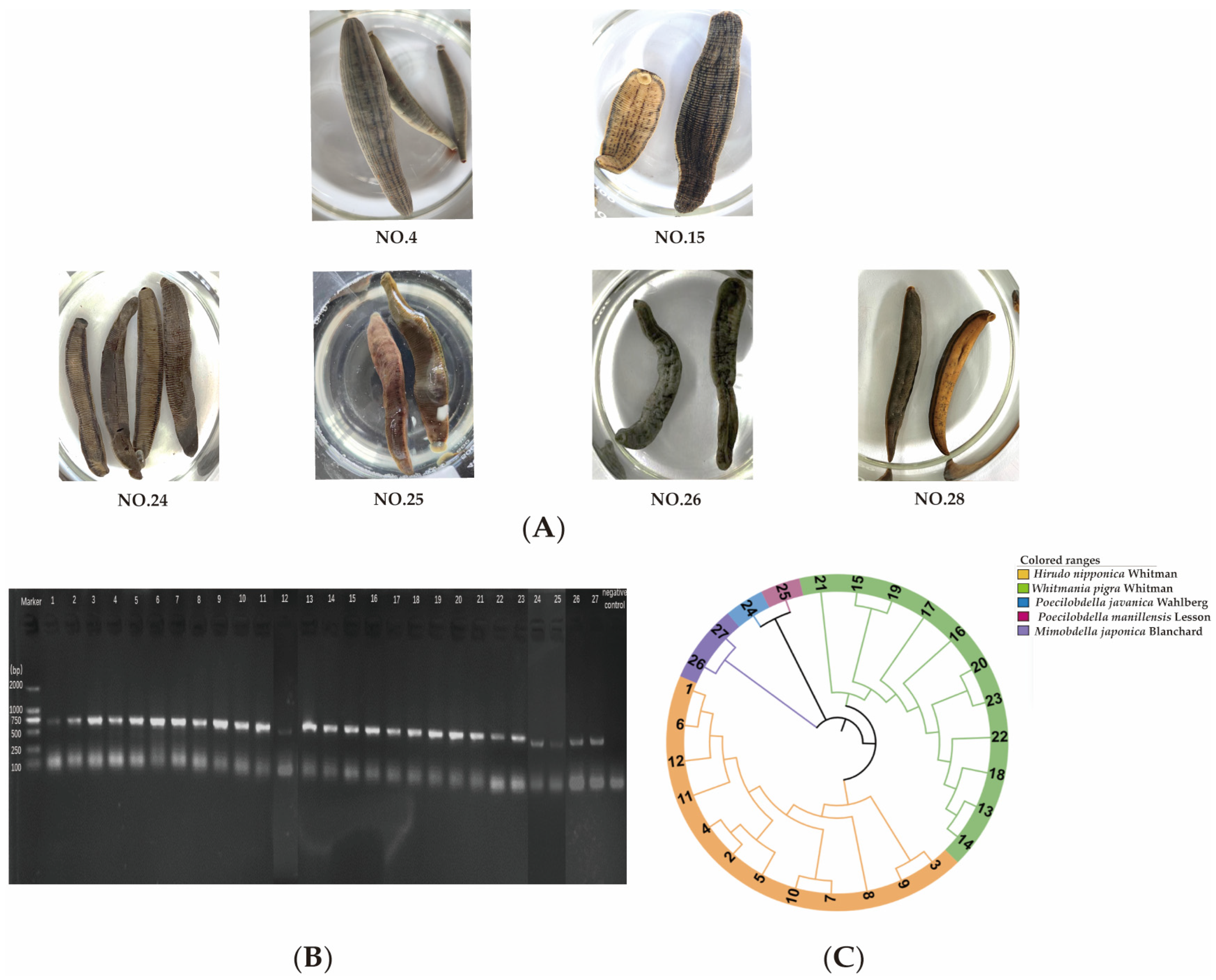 Pharmaceuticals 18 00887 g002