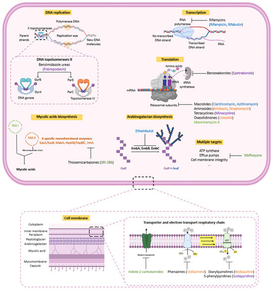 M Complex M. avium Complex Pulmonary Infections: Therapeutic Obstacles and ...