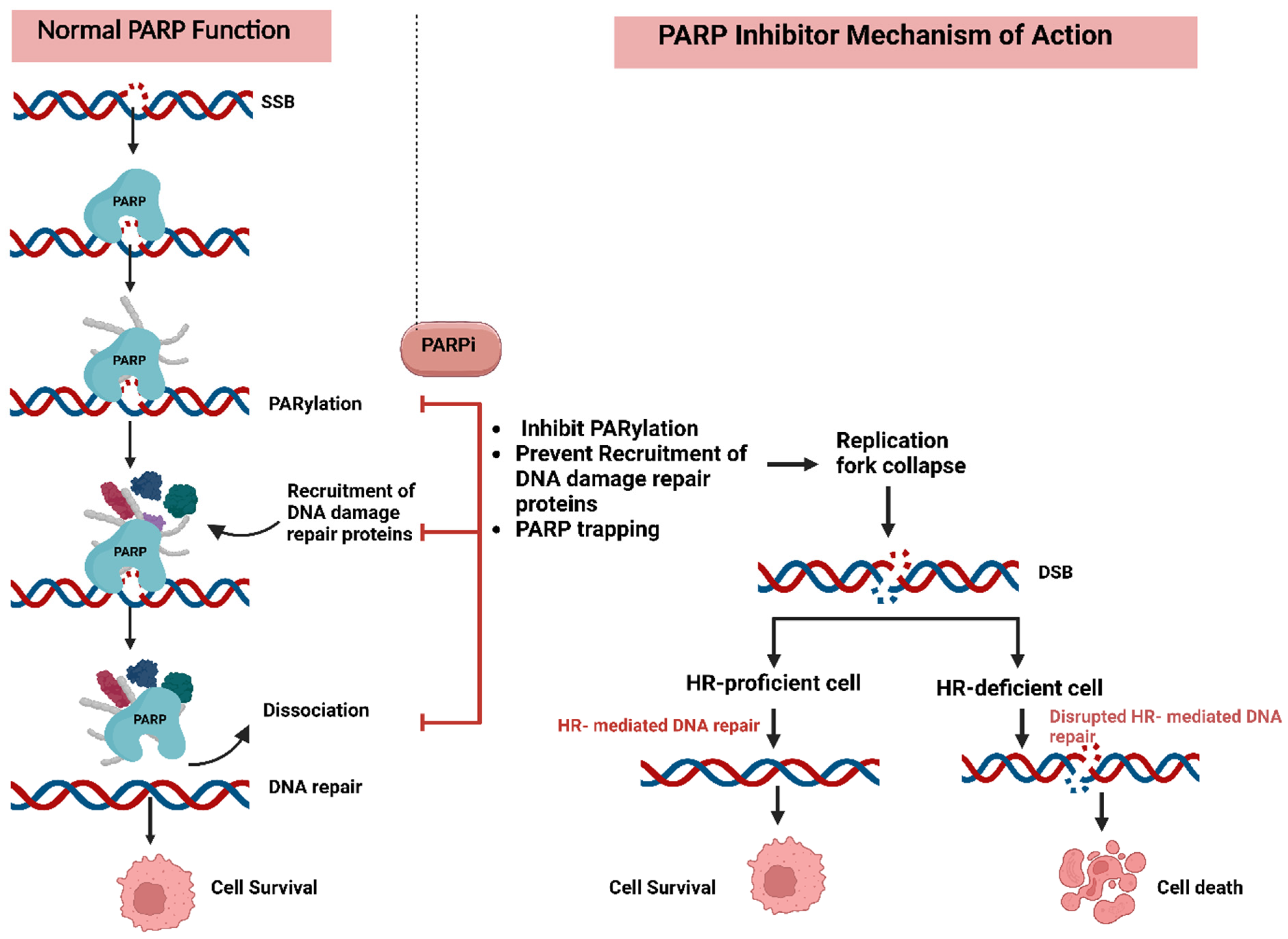 Pharmaceuticals 18 00895 g002