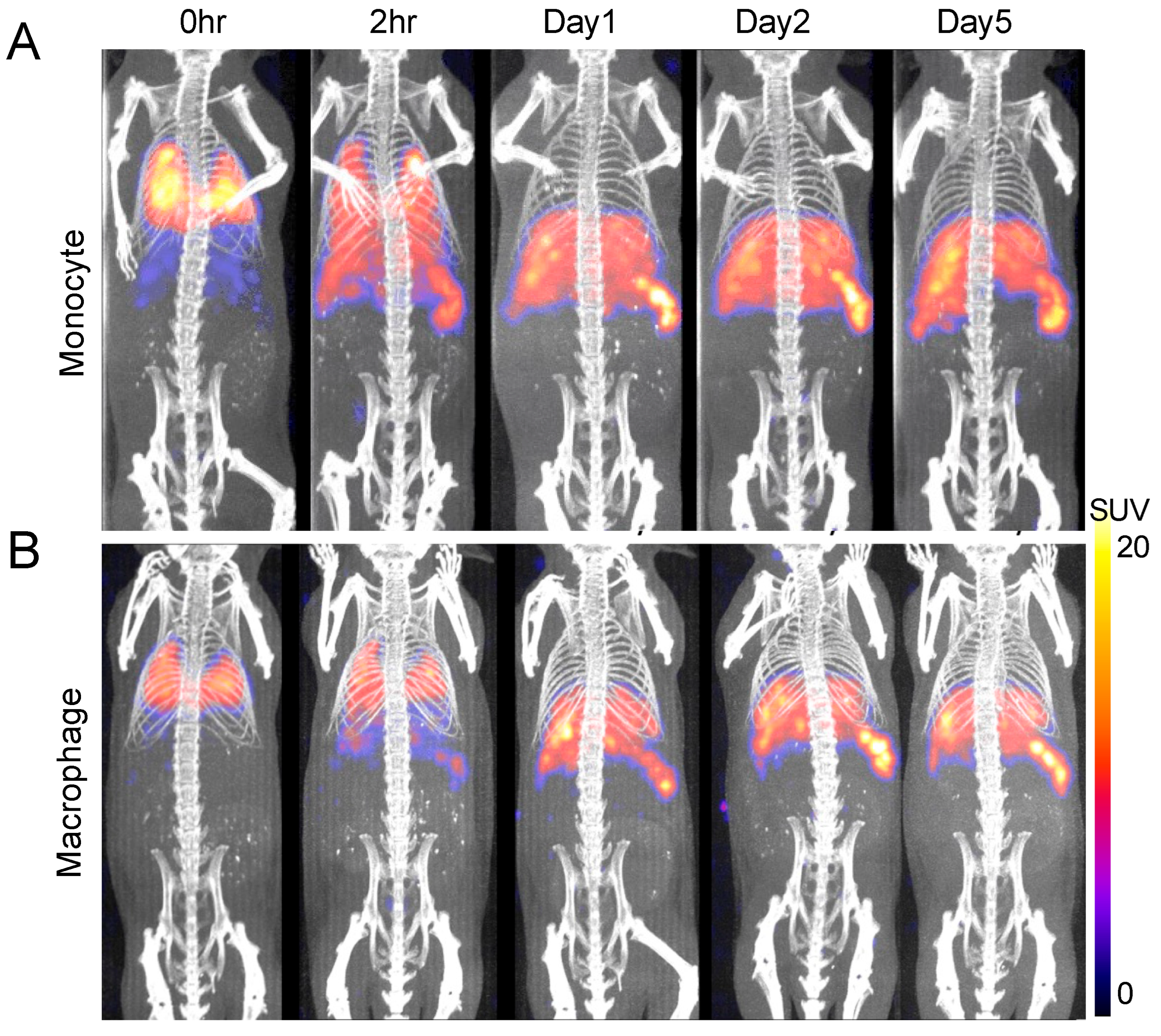 Pharmaceuticals 18 00897 g003 Pharmaceuticals 18 00897 g003