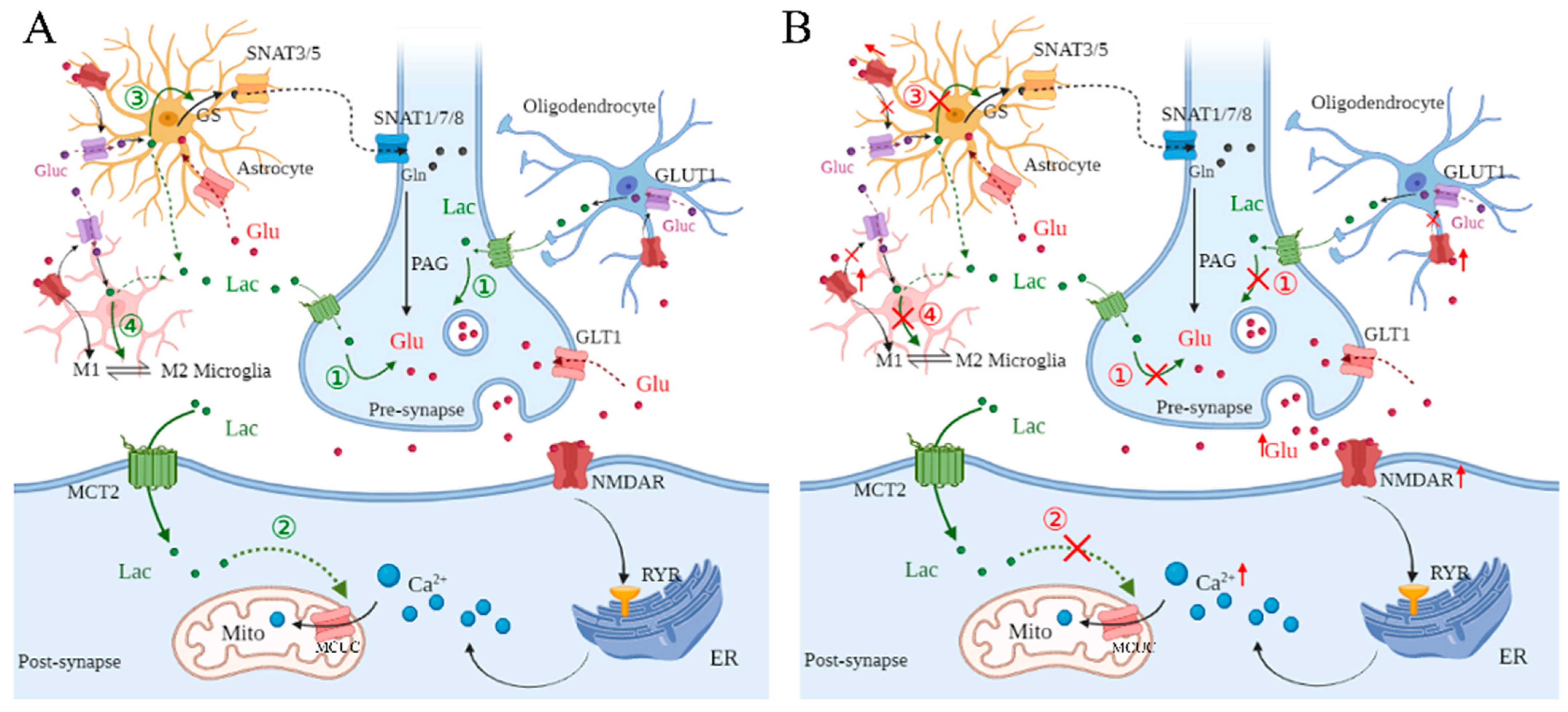 Pharmaceuticals 18 00935 g001