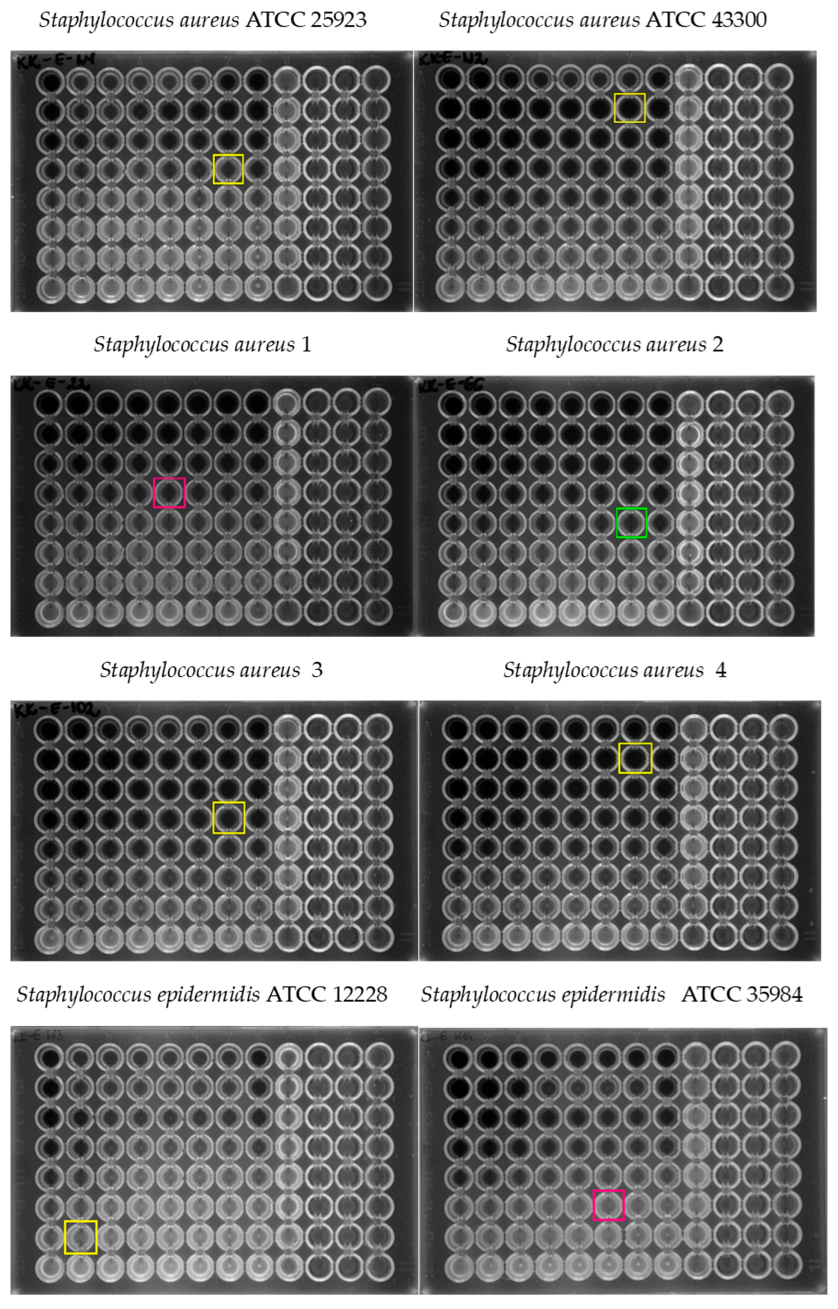 Pharmaceuticals 18 00964 g005a
