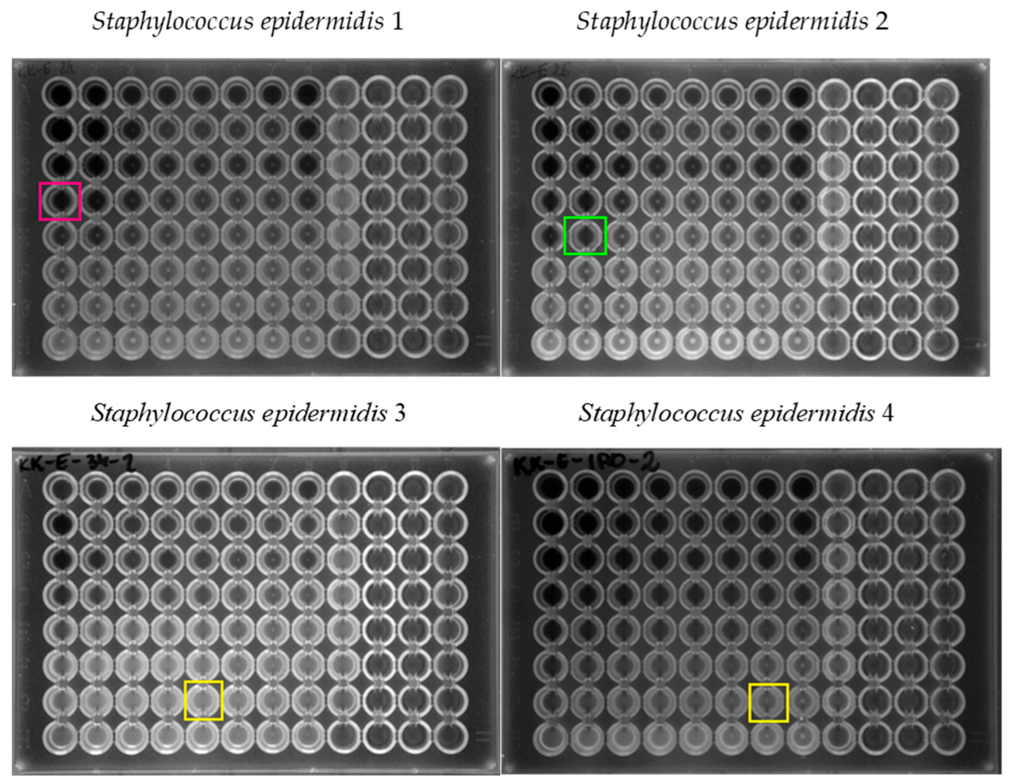Pharmaceuticals 18 00964 g005b