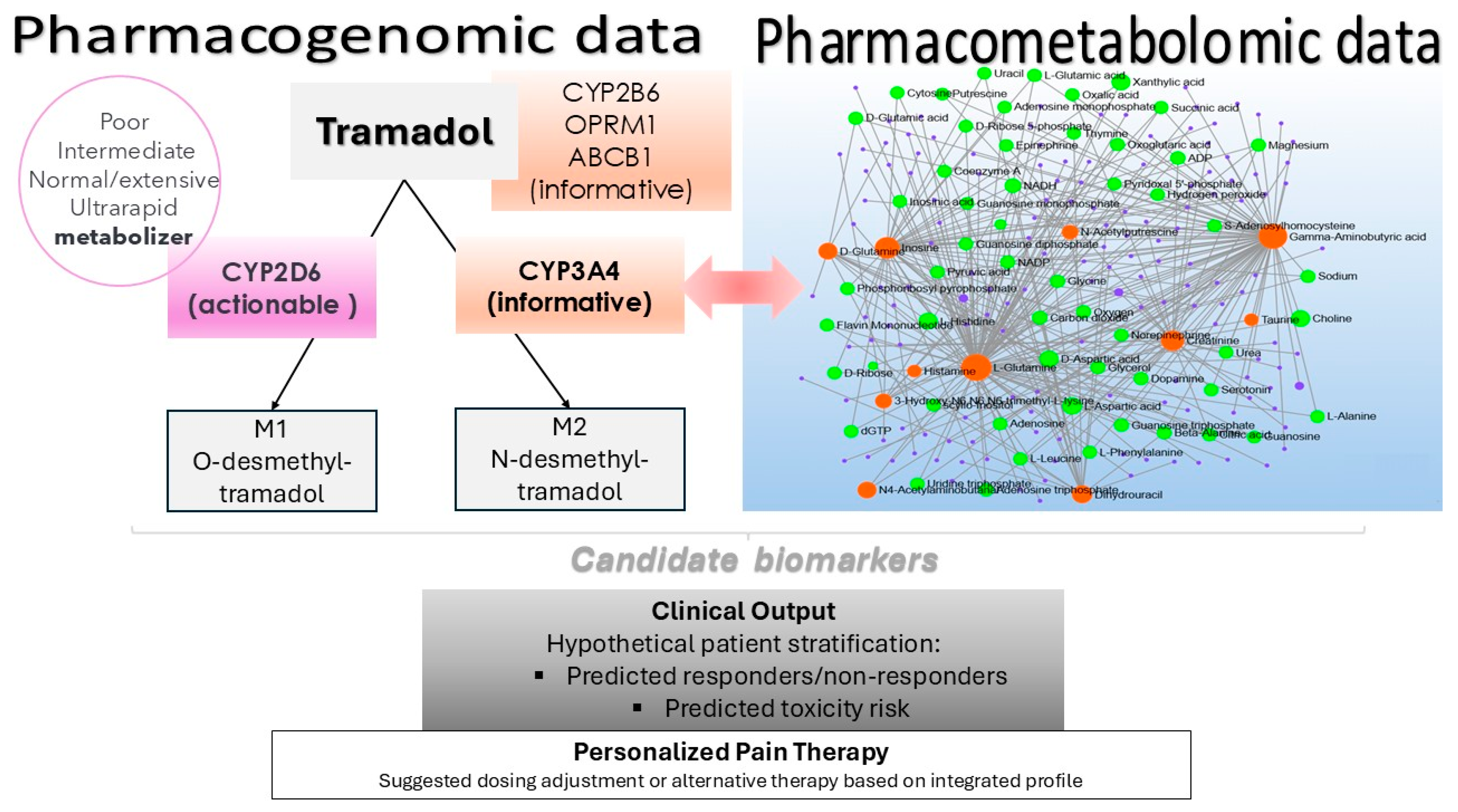 Pharmaceuticals 18 00971 g005