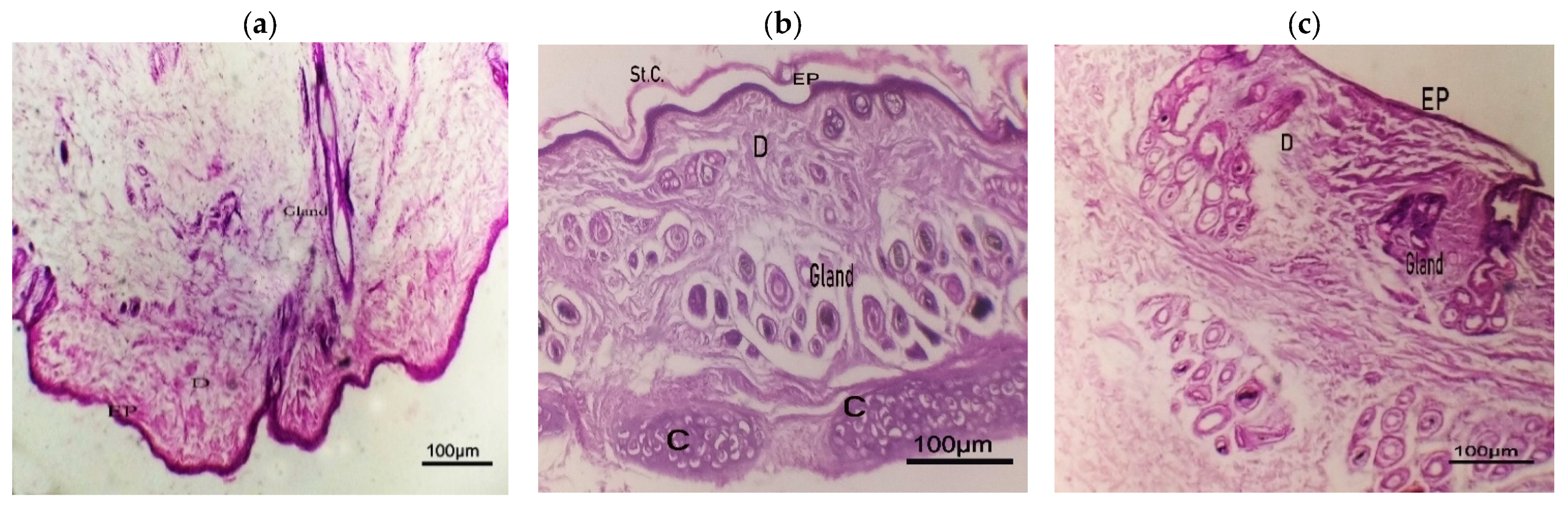 Pharmaceuticals 18 00972 g011