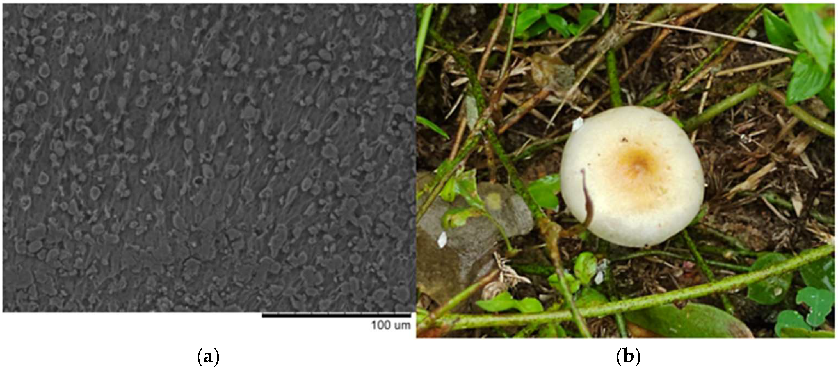 Pharmaceuticals 18 00989 g003