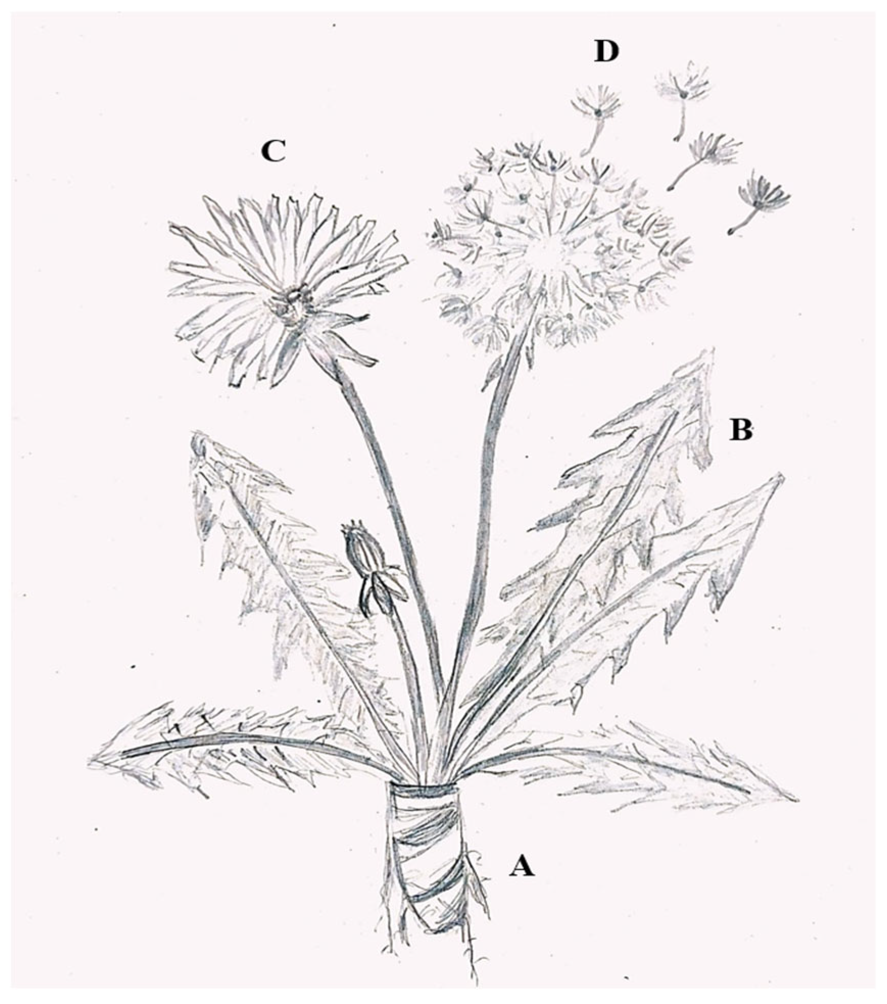 Pharmaceuticals 18 00990 g001