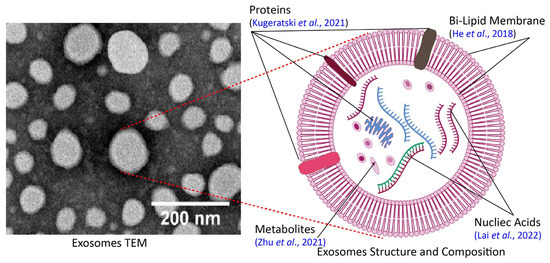 Plant-Derived Exosomes: Nano-Inducers of Cross-Kingdom