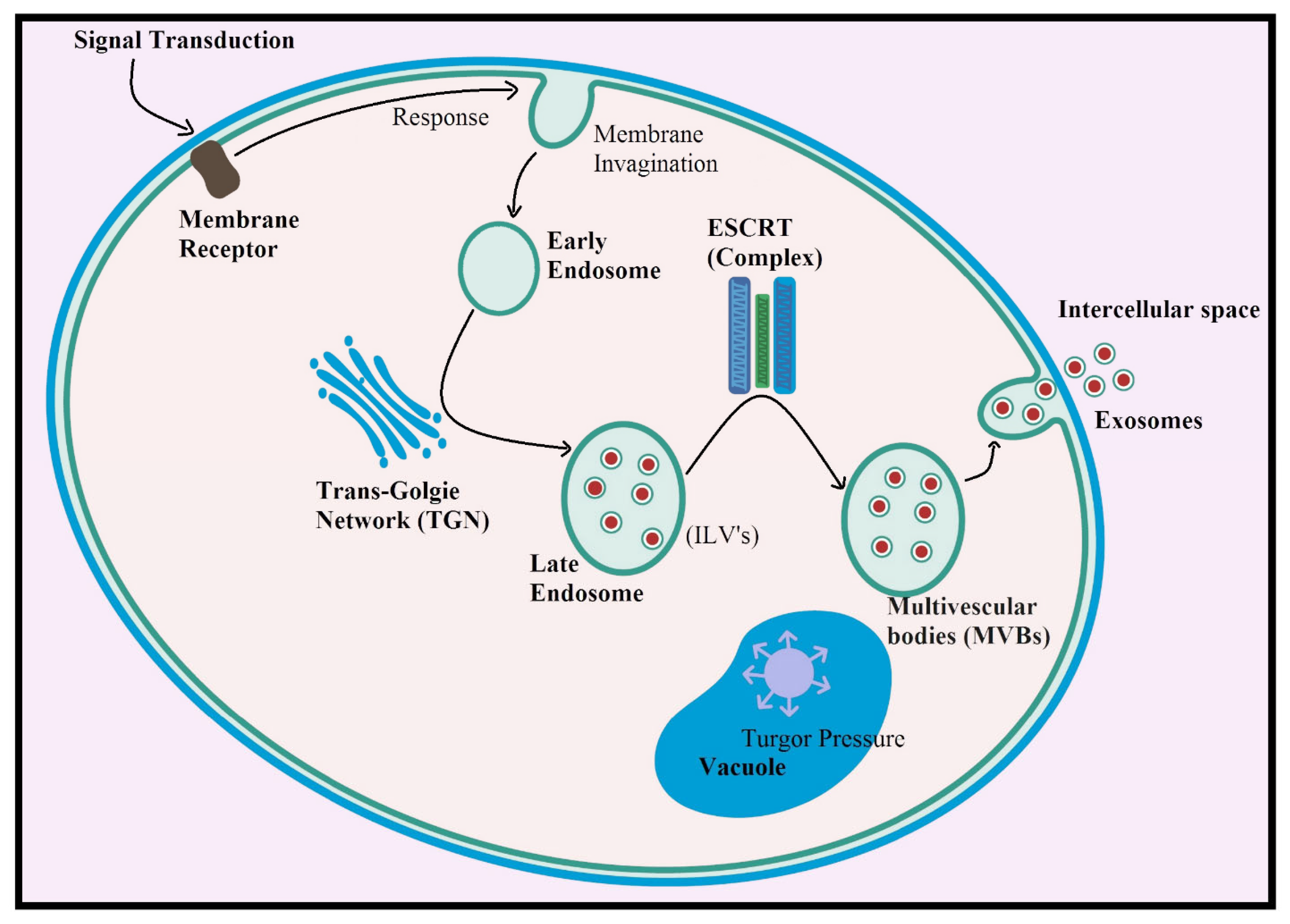 Pharmaceuticals 18 01005 g005