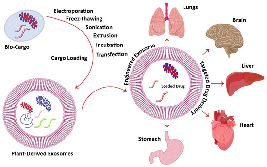 EXPG Oxidative Stress, Gut Microbiota, and Extracellular Vesicles