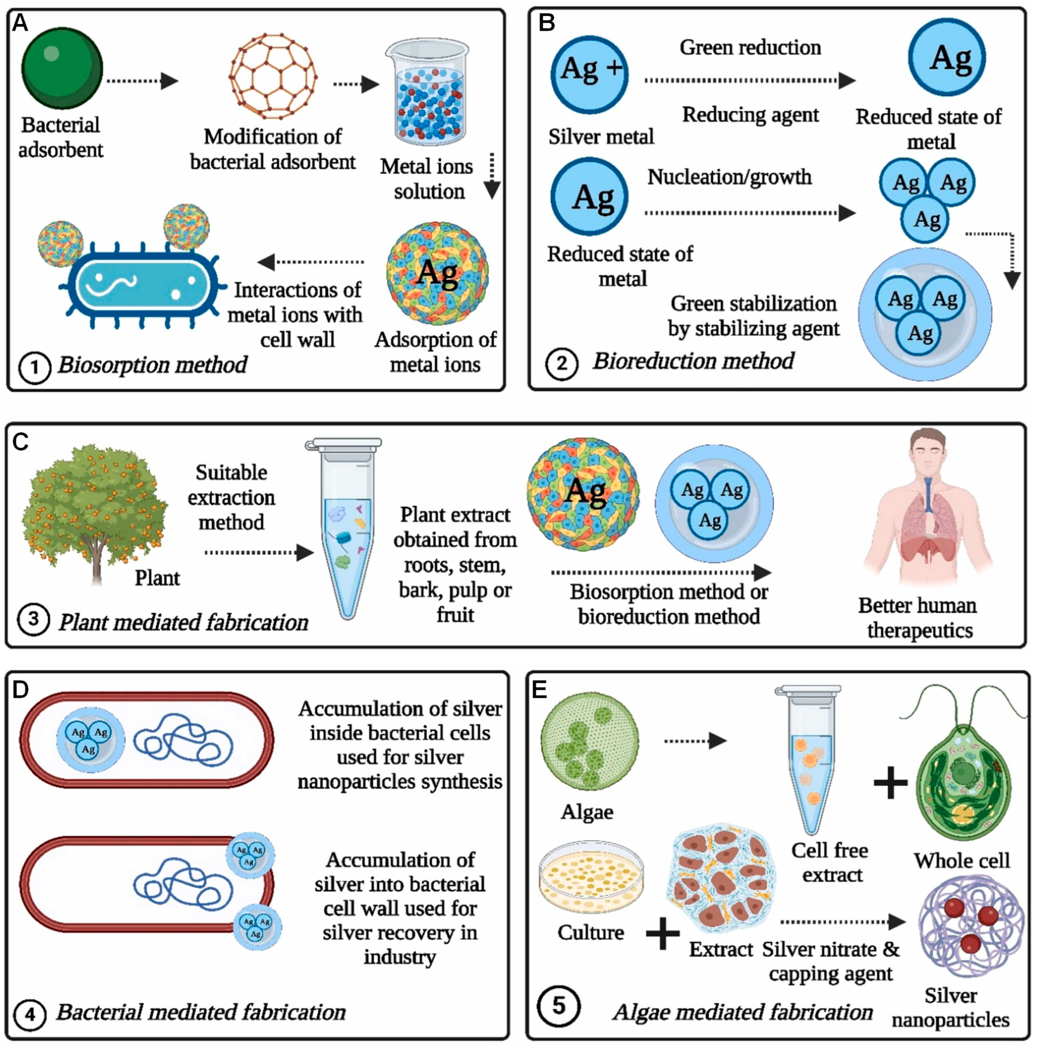 Pharmaceuticals 18 01006 g002