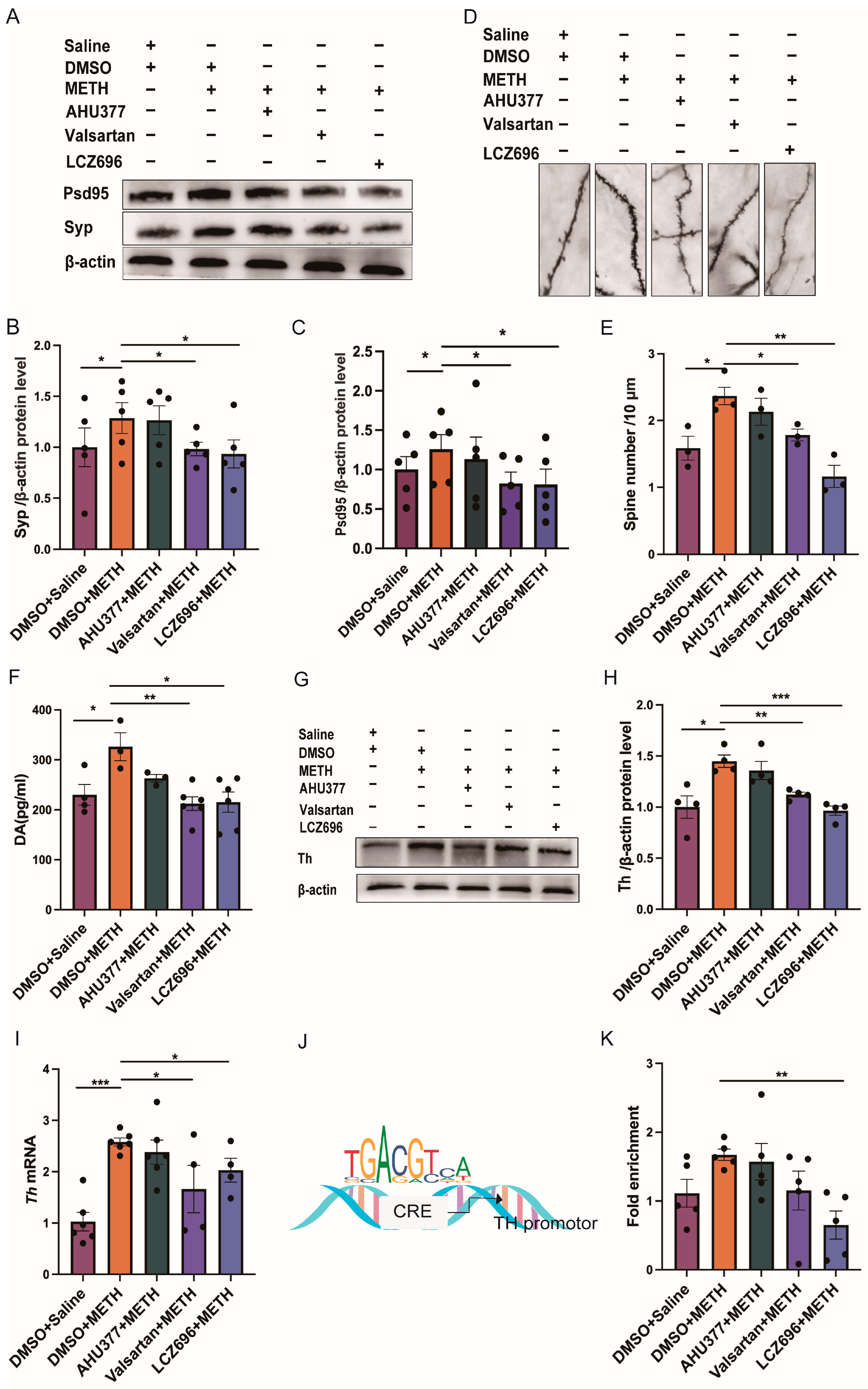 Effects of Angiotensin II Receptor 1 Inhibition by LCZ696 on