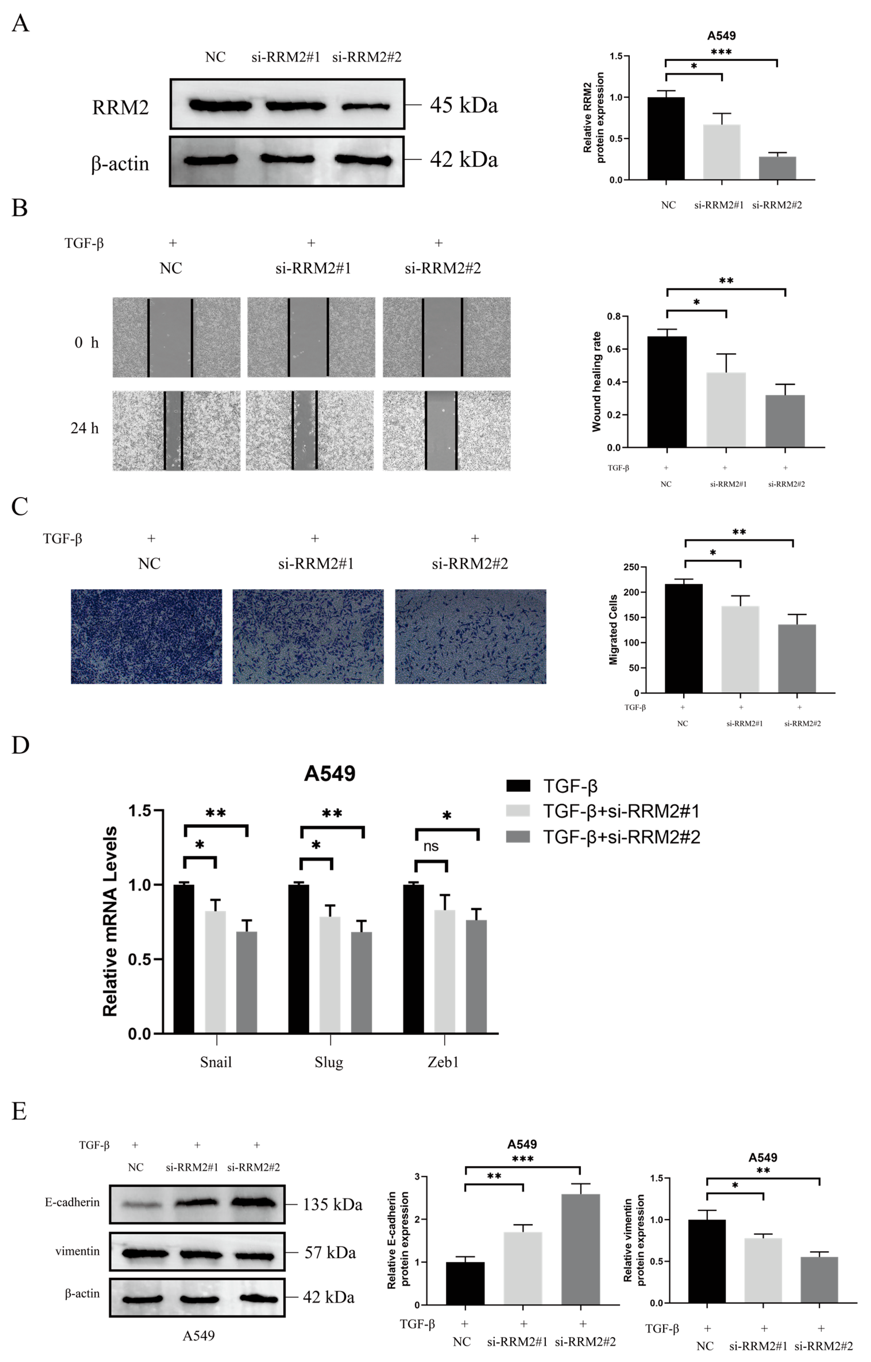Pharmaceuticals 18 01036 g004
