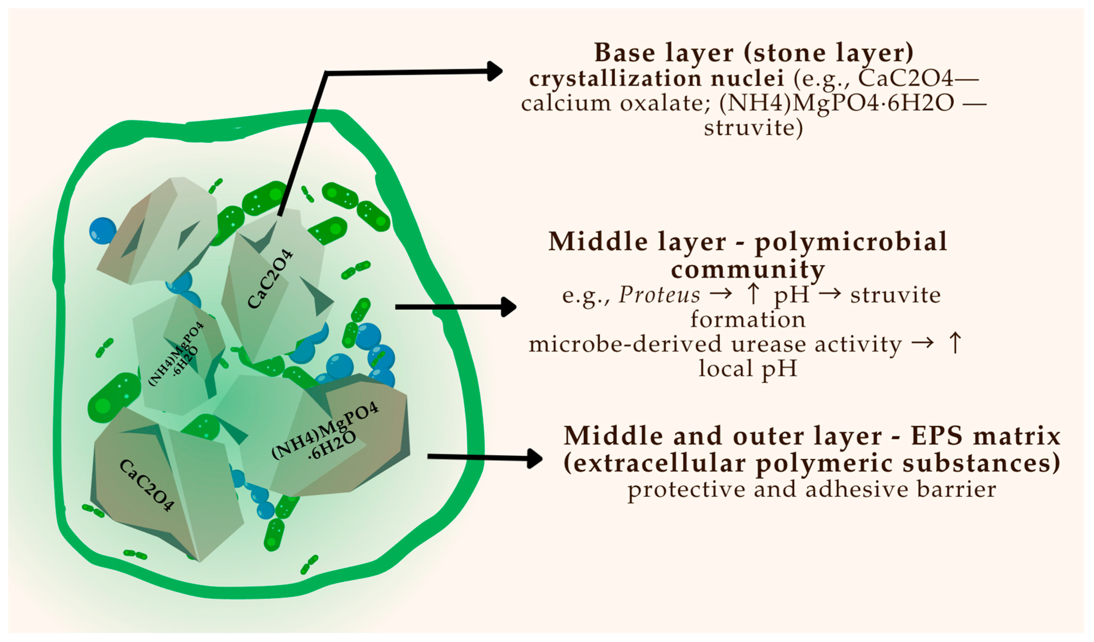 Pharmaceuticals 18 01038 g002