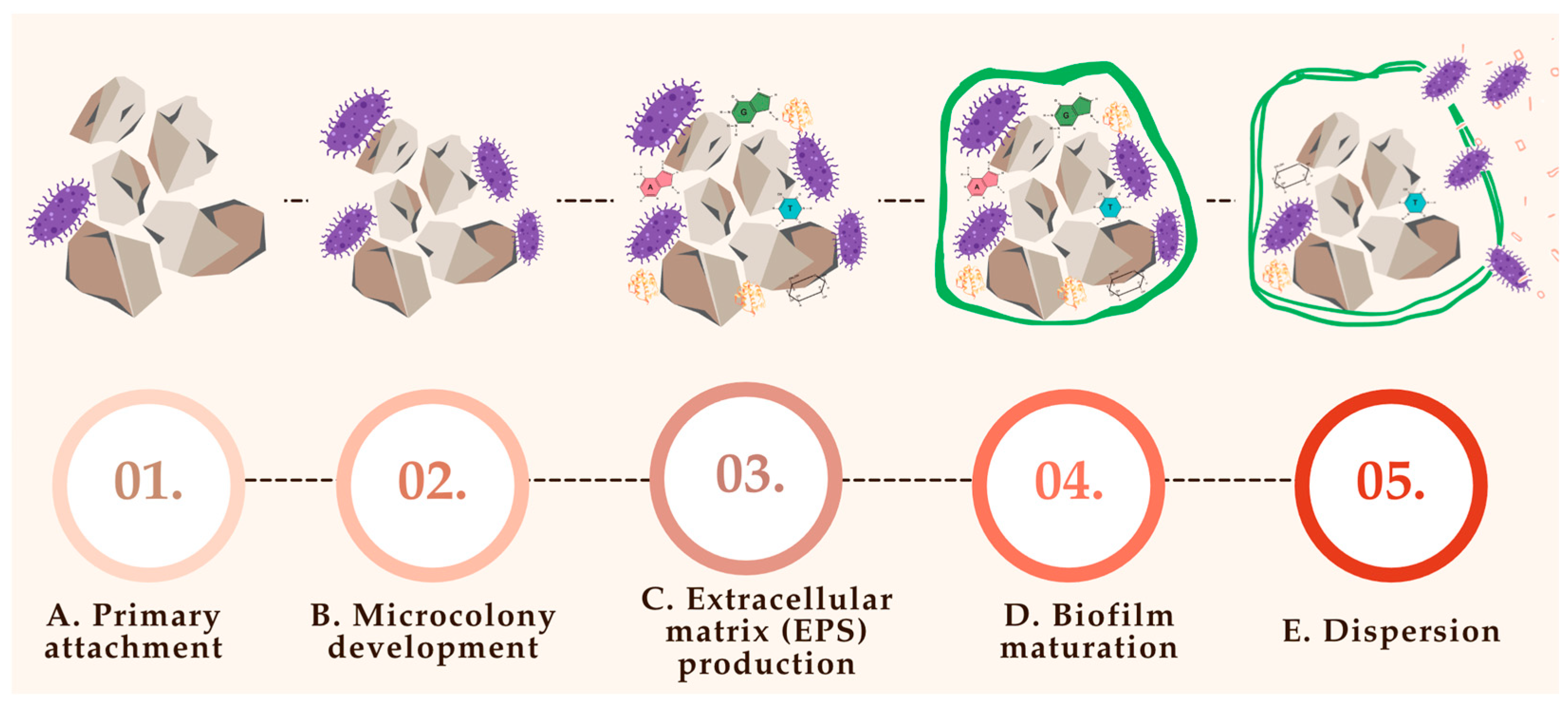 Pharmaceuticals 18 01038 g003