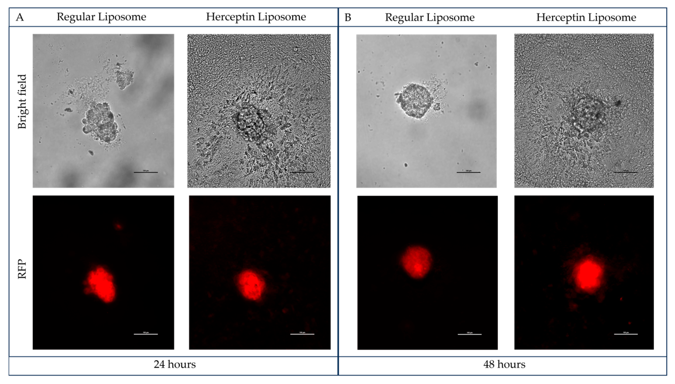 Pharmaceuticals 18 01053 g004a Pharmaceuticals 18 01053 g004a