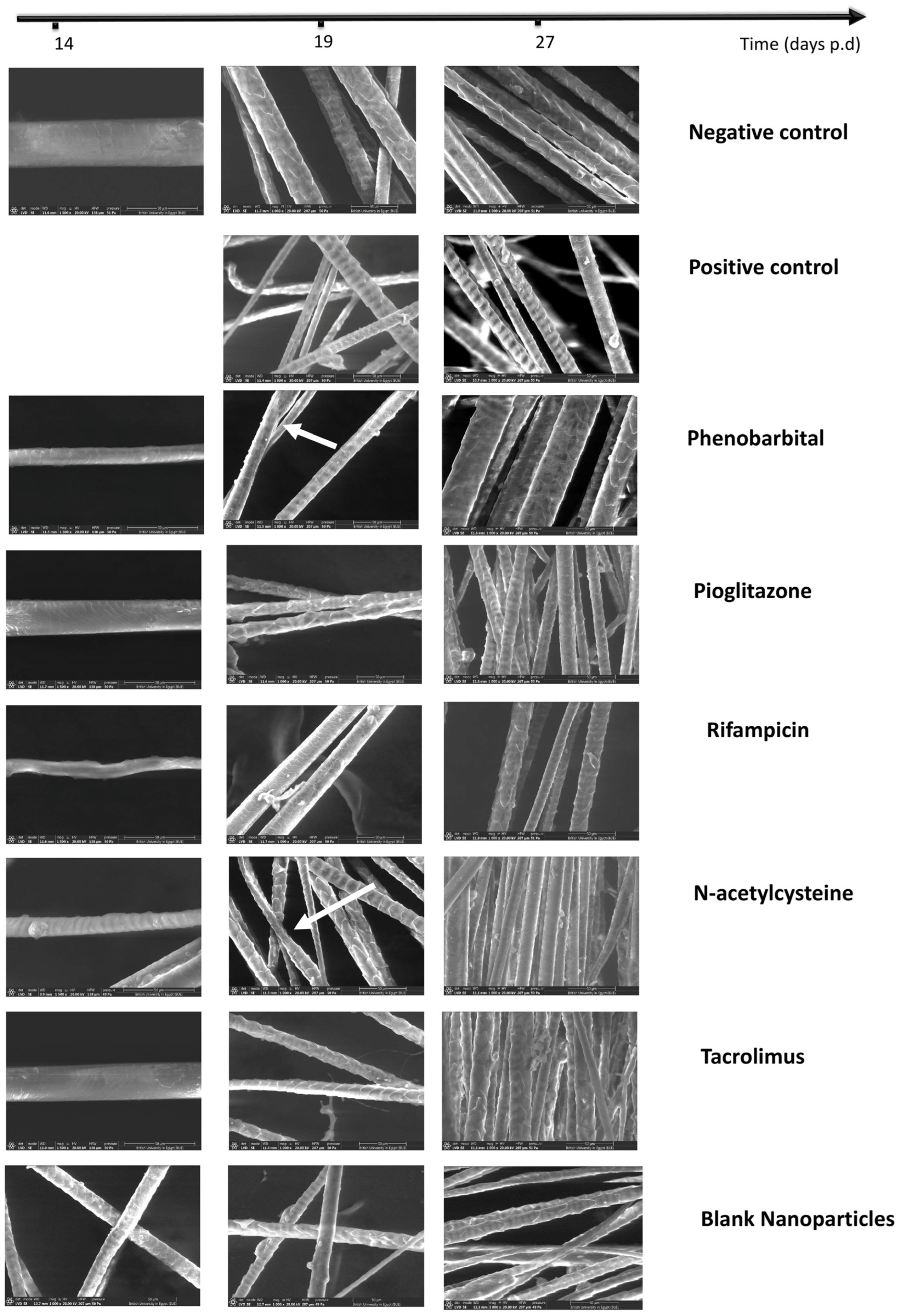 Pharmaceuticals 18 01071 g005