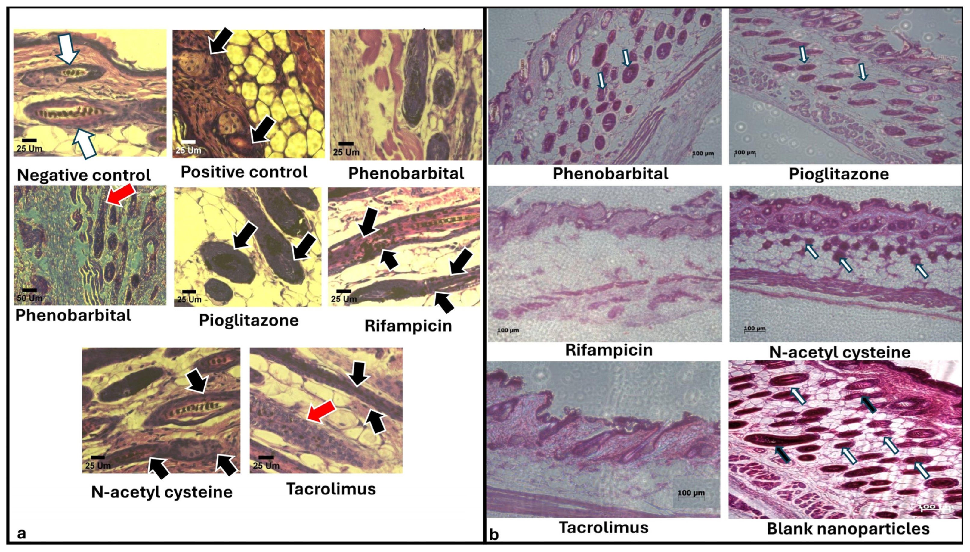 Pharmaceuticals 18 01071 g007