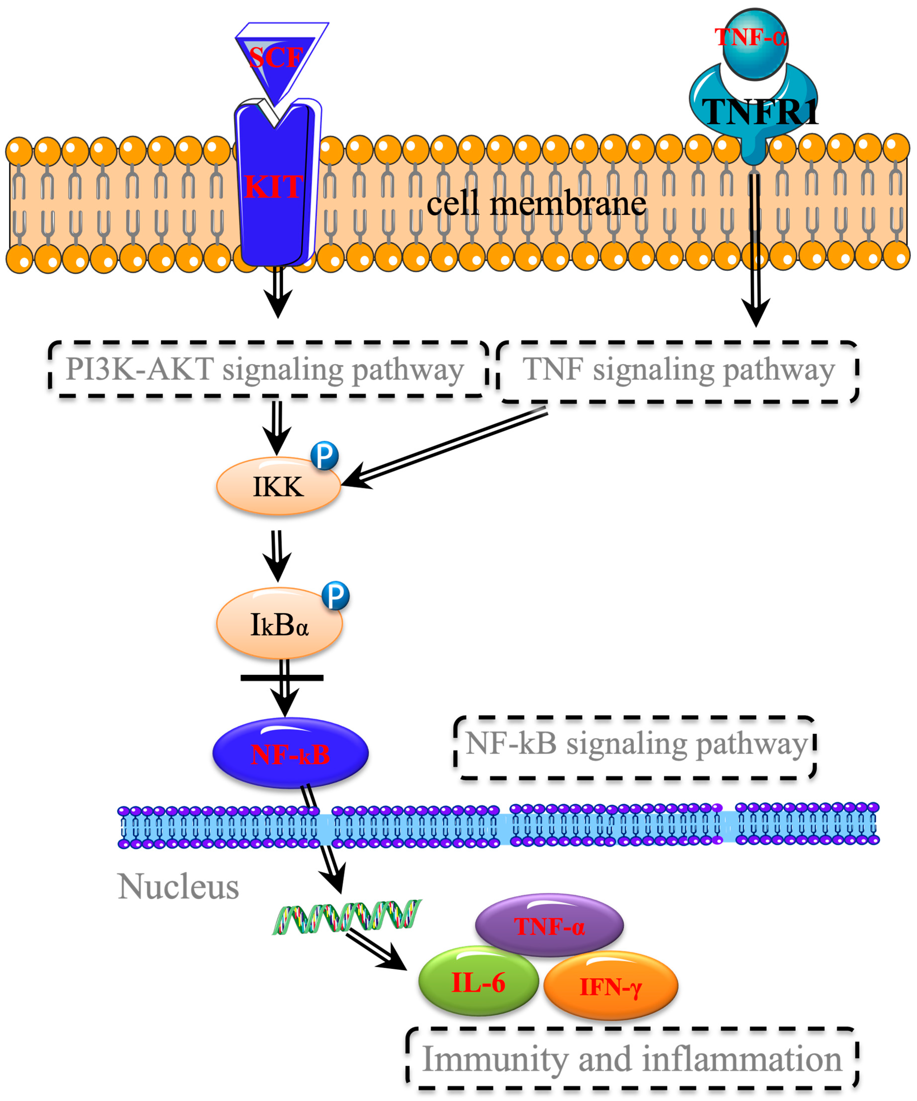 Pharmaceuticals 18 01072 g019