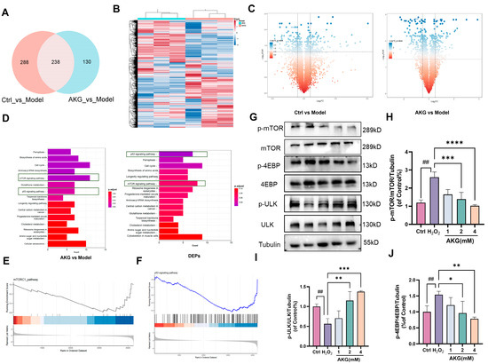 α-Ketoglutarate Attenuates Oxidative Stress-Induced Neuronal Aging
