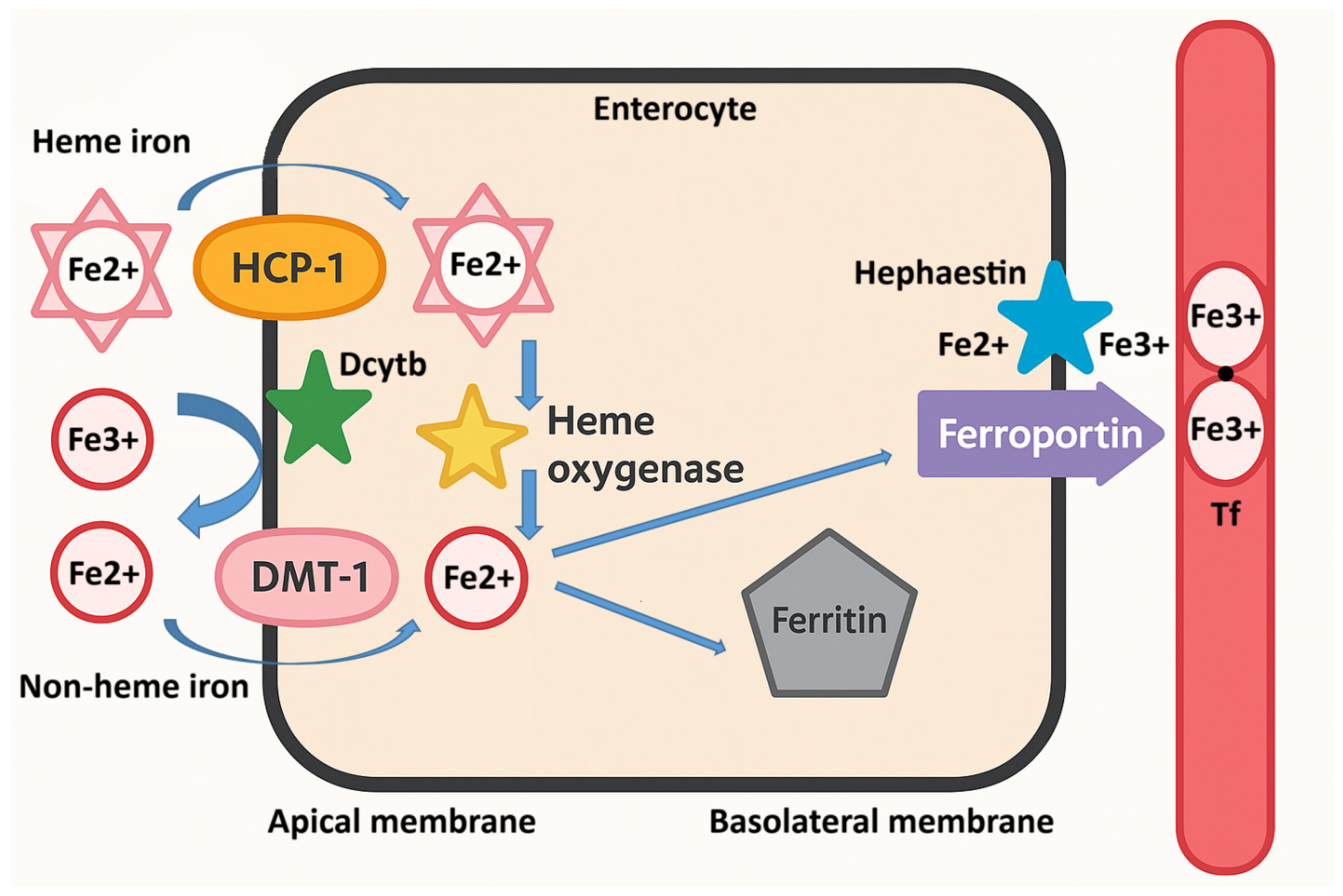 Iron Deficiency and Iron Deficiency Anemia: A Comprehensive