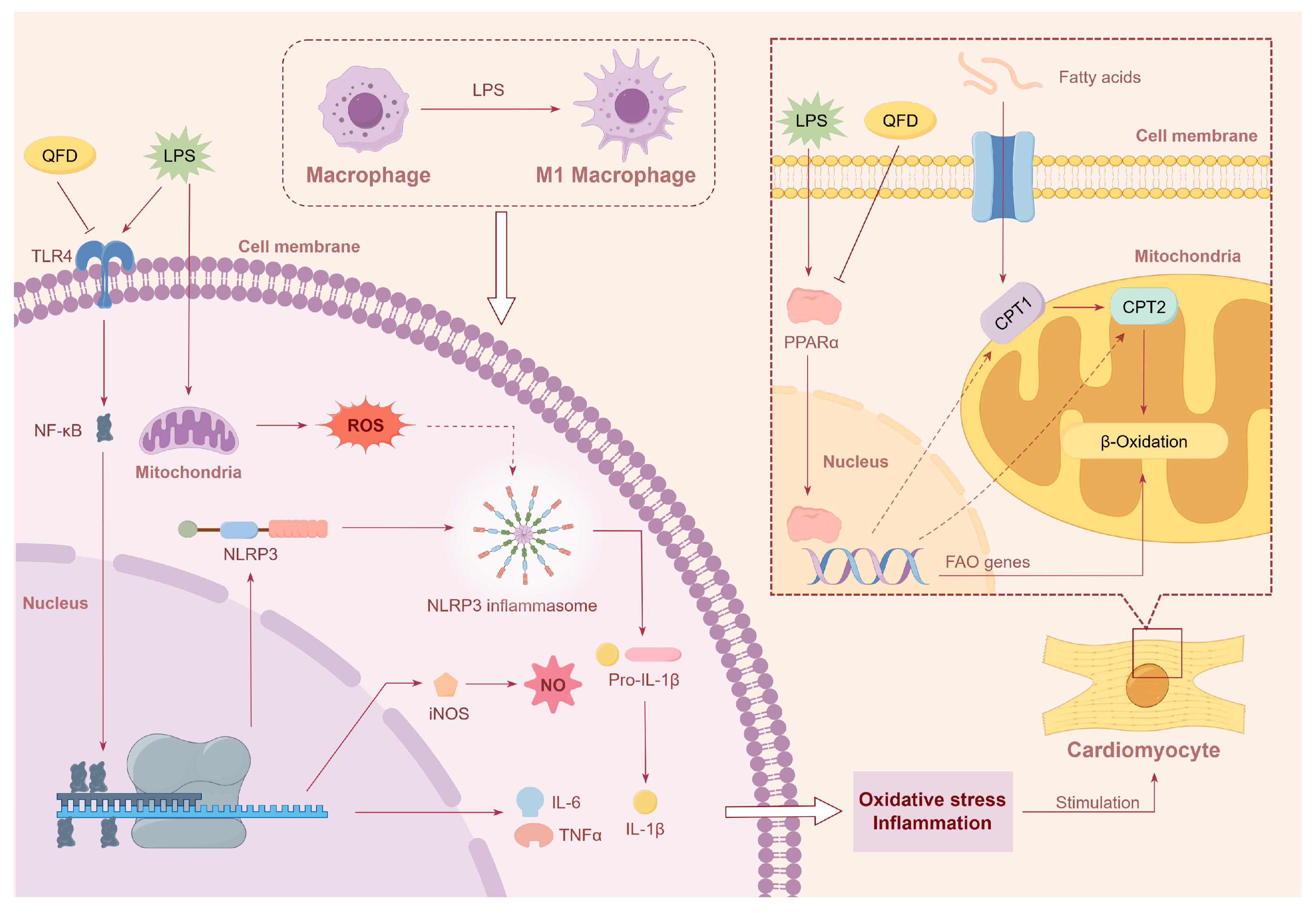 Pharmaceuticals 18 01109 g009