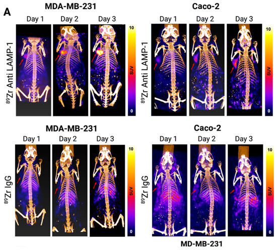 forum シグネイチャーモデル Multifaceted Human Antigen R (HuR): A Key Player in Liver