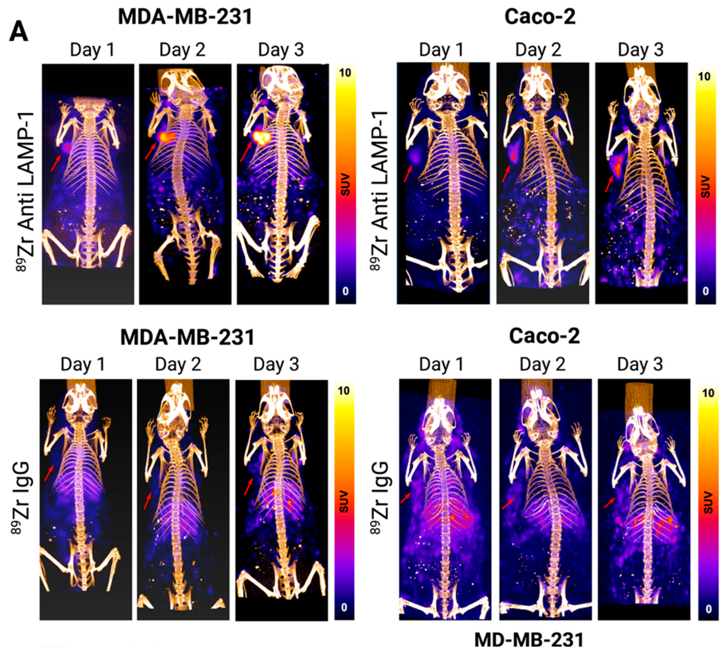 Pharmaceuticals 18 01122 g004a