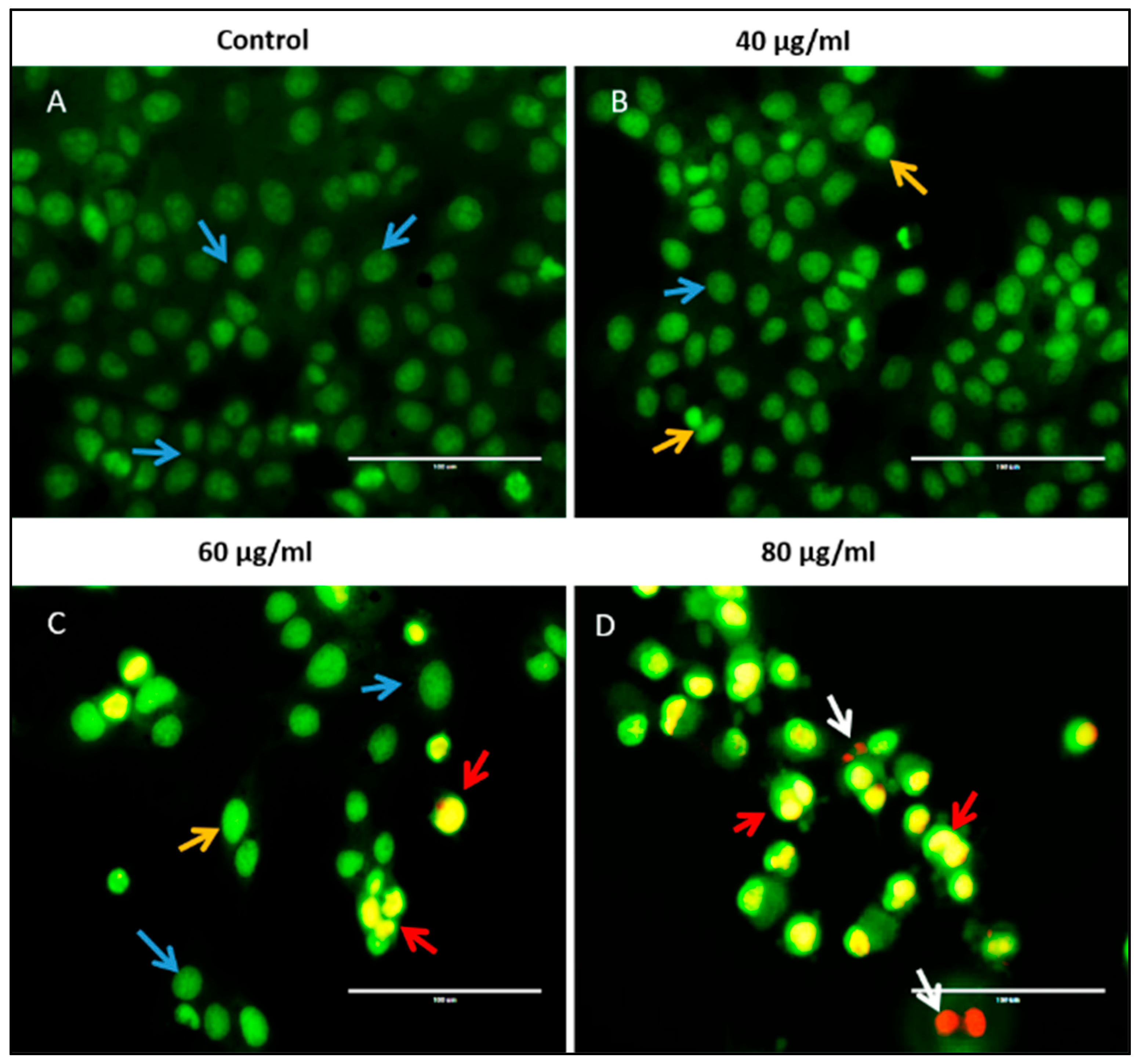 Pharmaceuticals 18 01148 g004