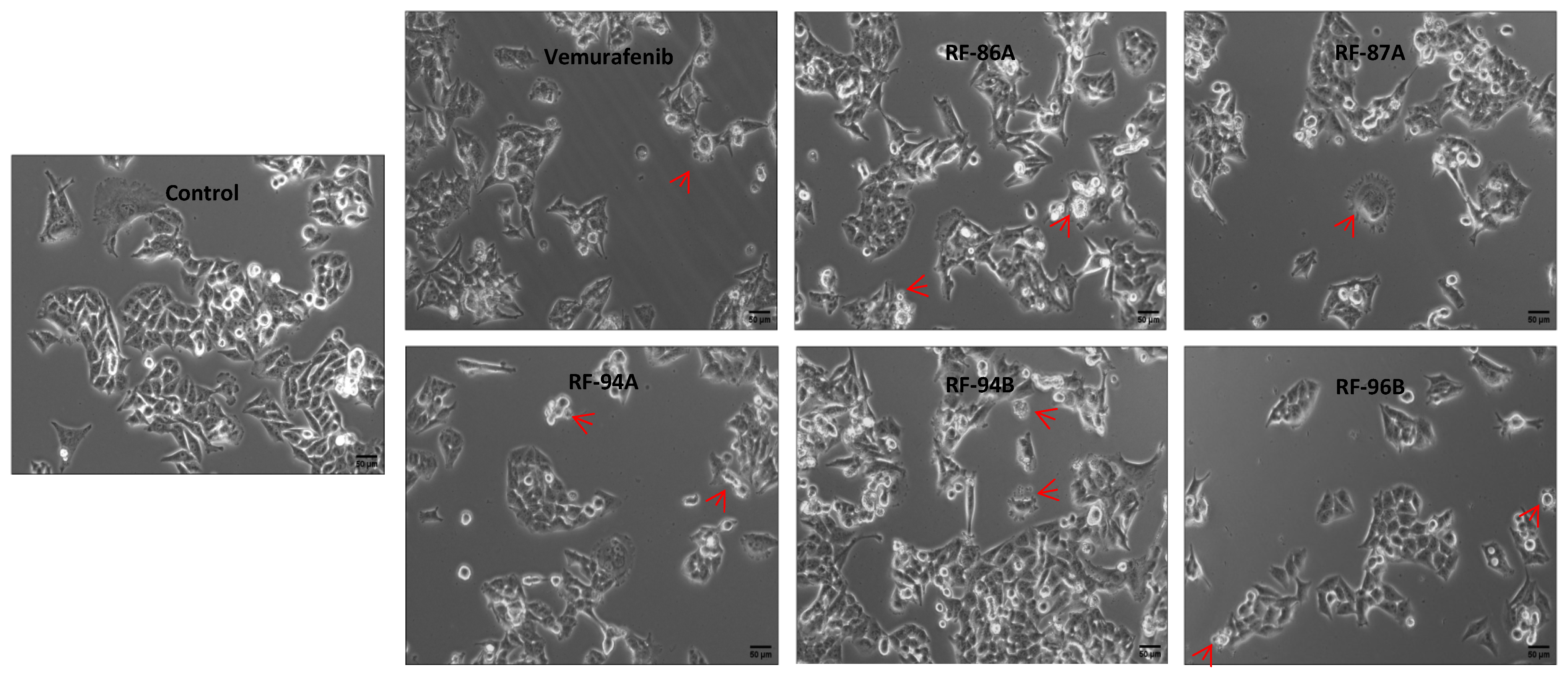 Pharmaceuticals 18 01161 g003
